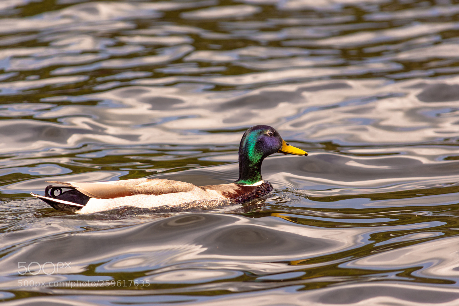 Nikon D7200 sample photo. Duck swim by photography