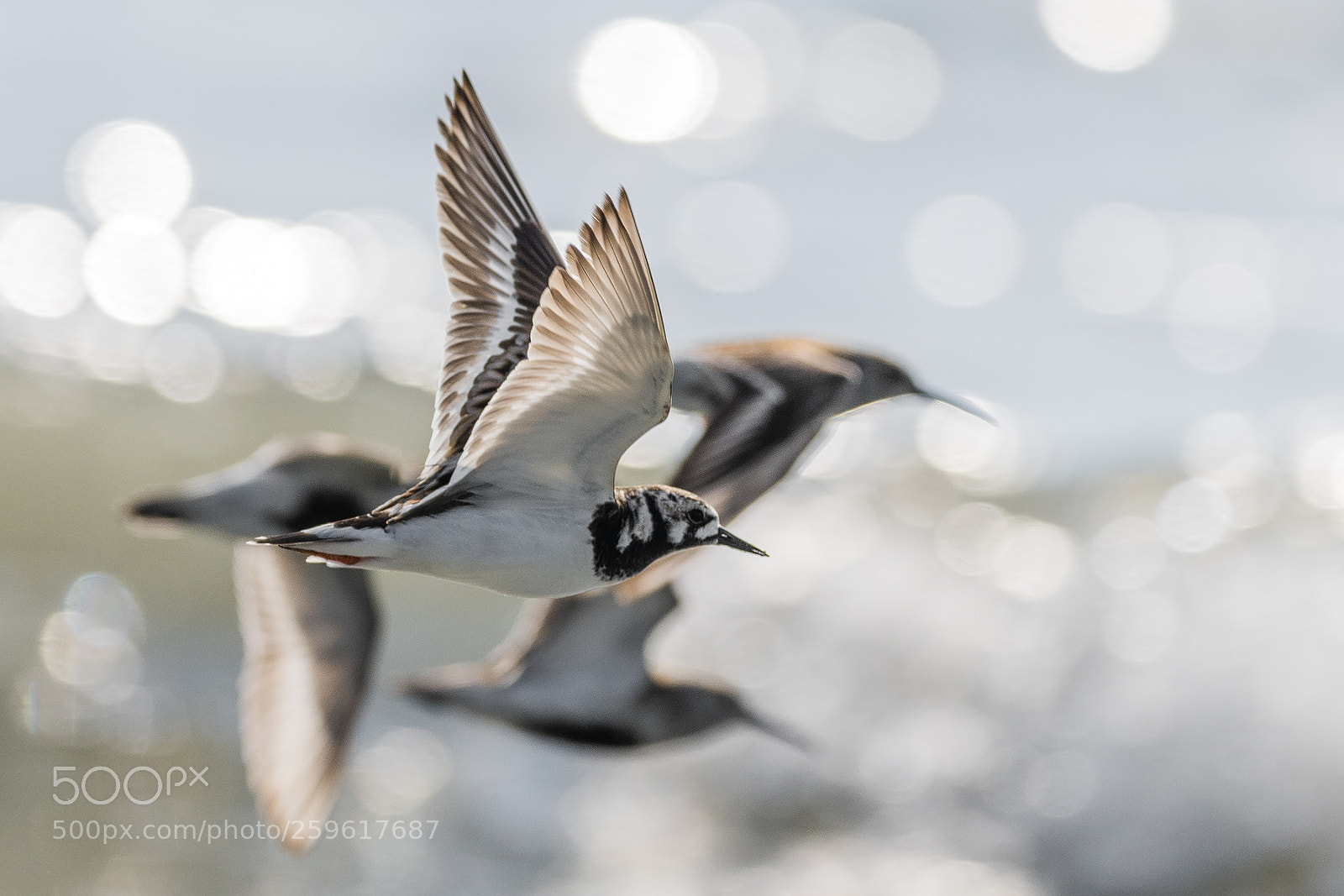 Nikon D850 sample photo. Ruddy turnstone photography