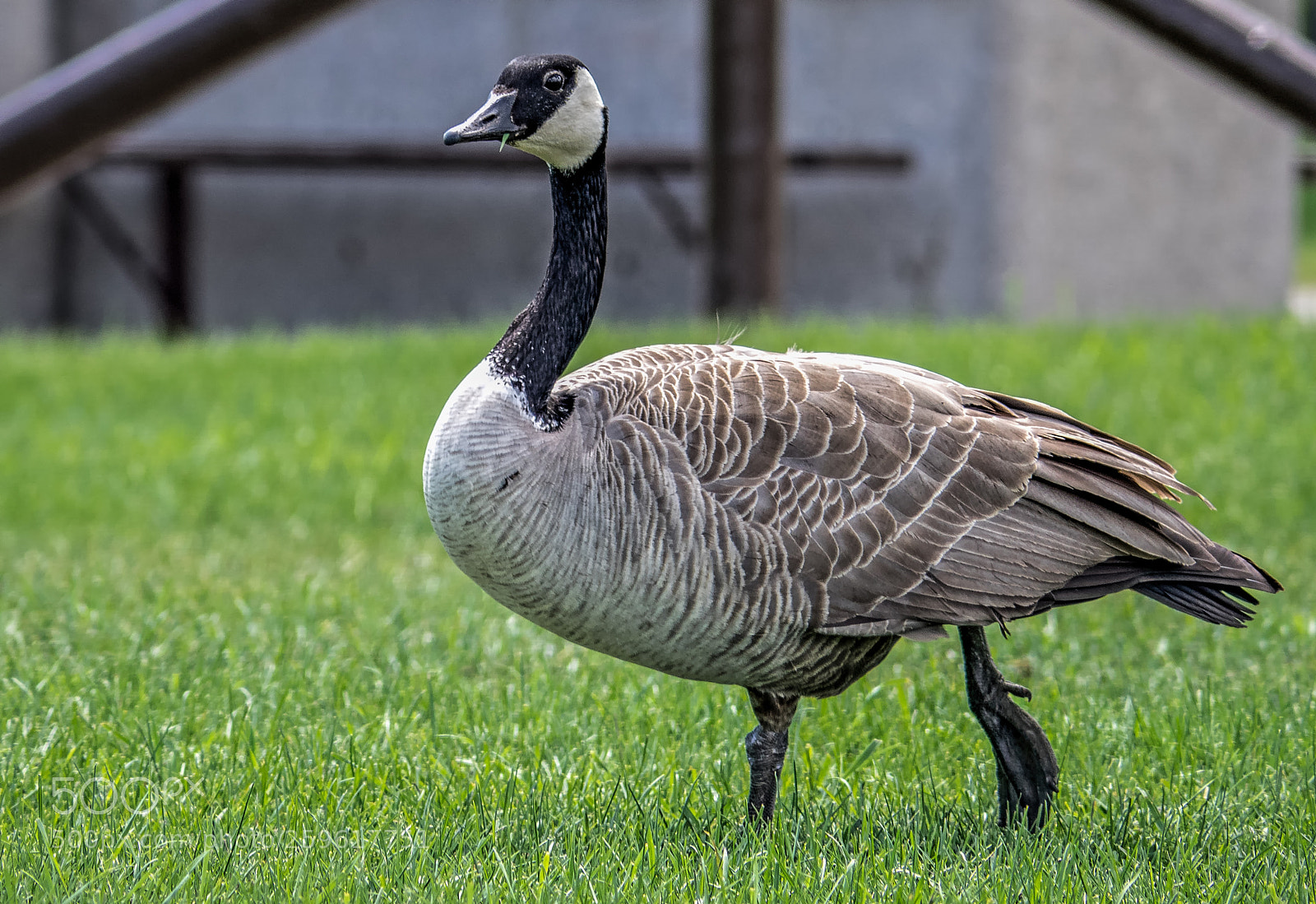 Olympus OM-D E-M1 sample photo. Goose and grass photography