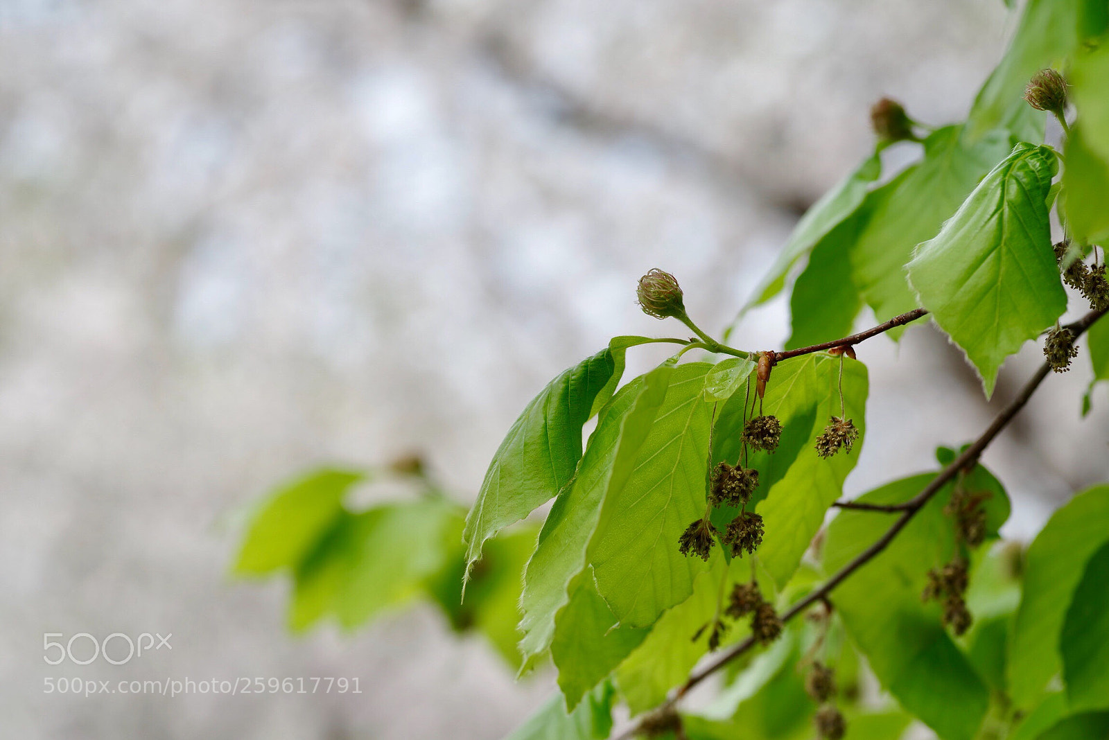 Pentax K-1 sample photo. Season of breeding photography