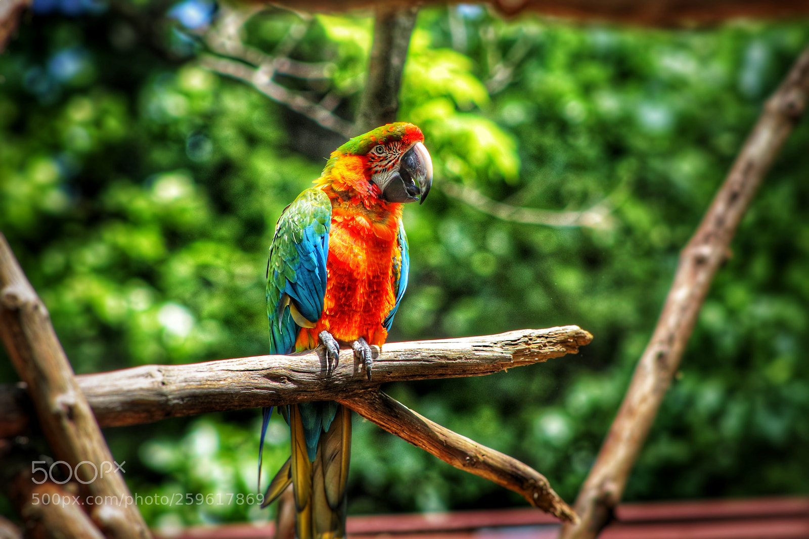 Canon EOS 800D (EOS Rebel T7i / EOS Kiss X9i) sample photo. Macaw photography