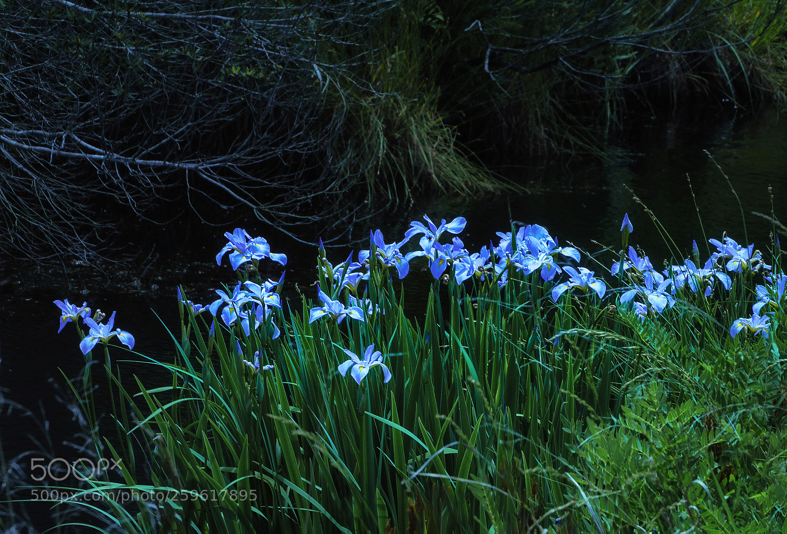 Sony a7R III sample photo. Wild iris photography
