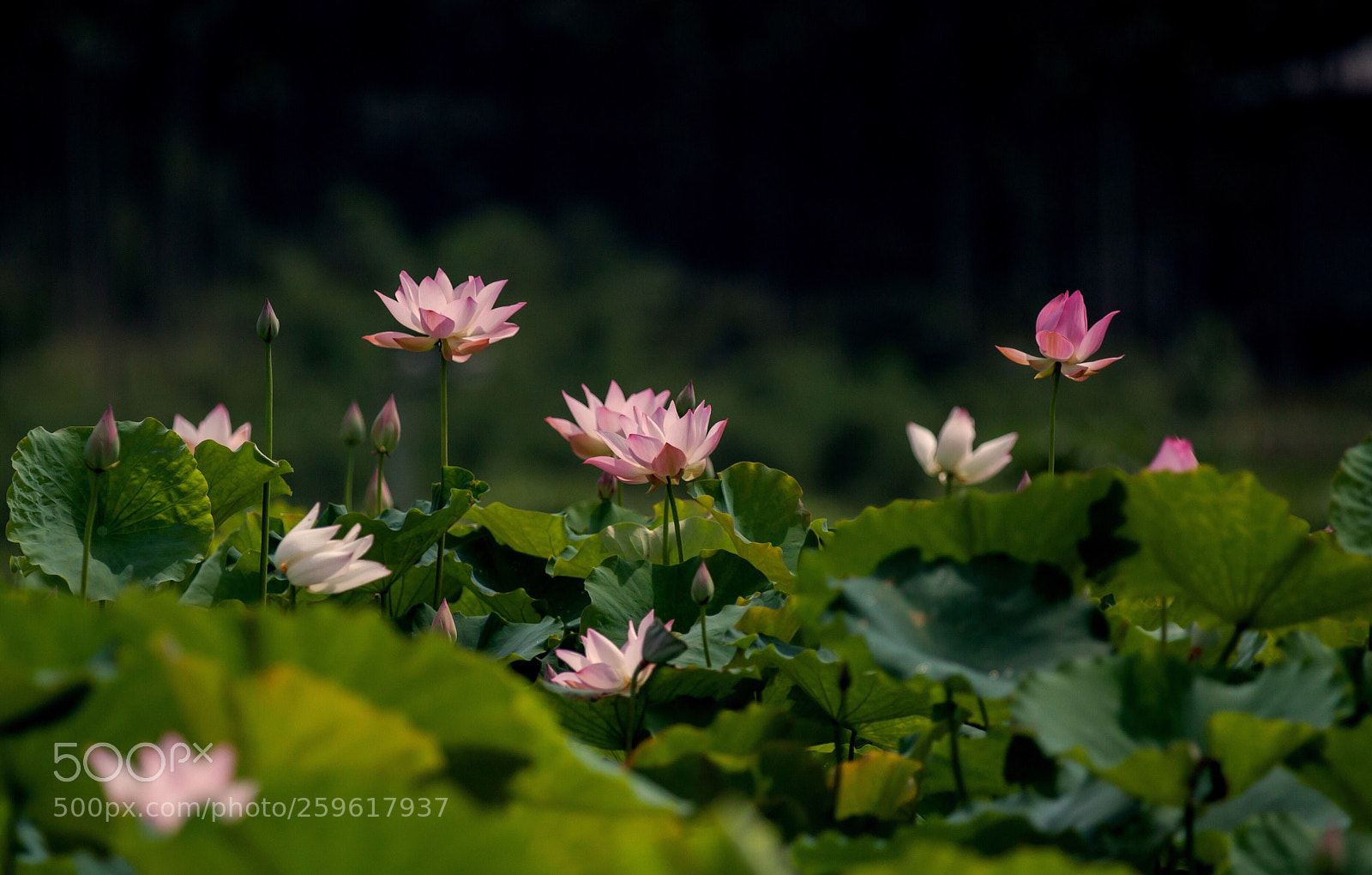 Canon EOS 50D sample photo. 　　　荷 photography