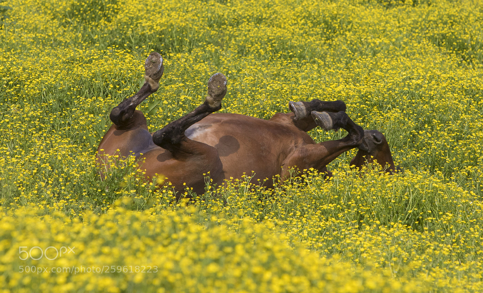 Canon EOS 5D Mark IV sample photo. Horsing around photography