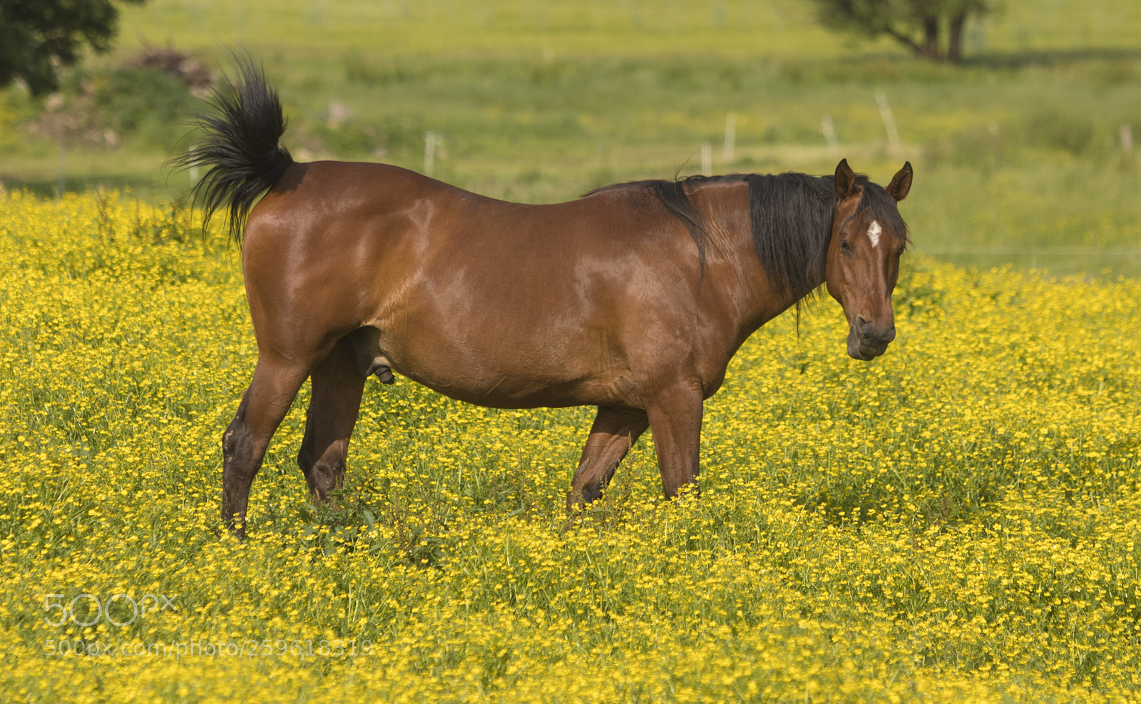 Canon EOS 5D Mark IV sample photo. Horse in field photography