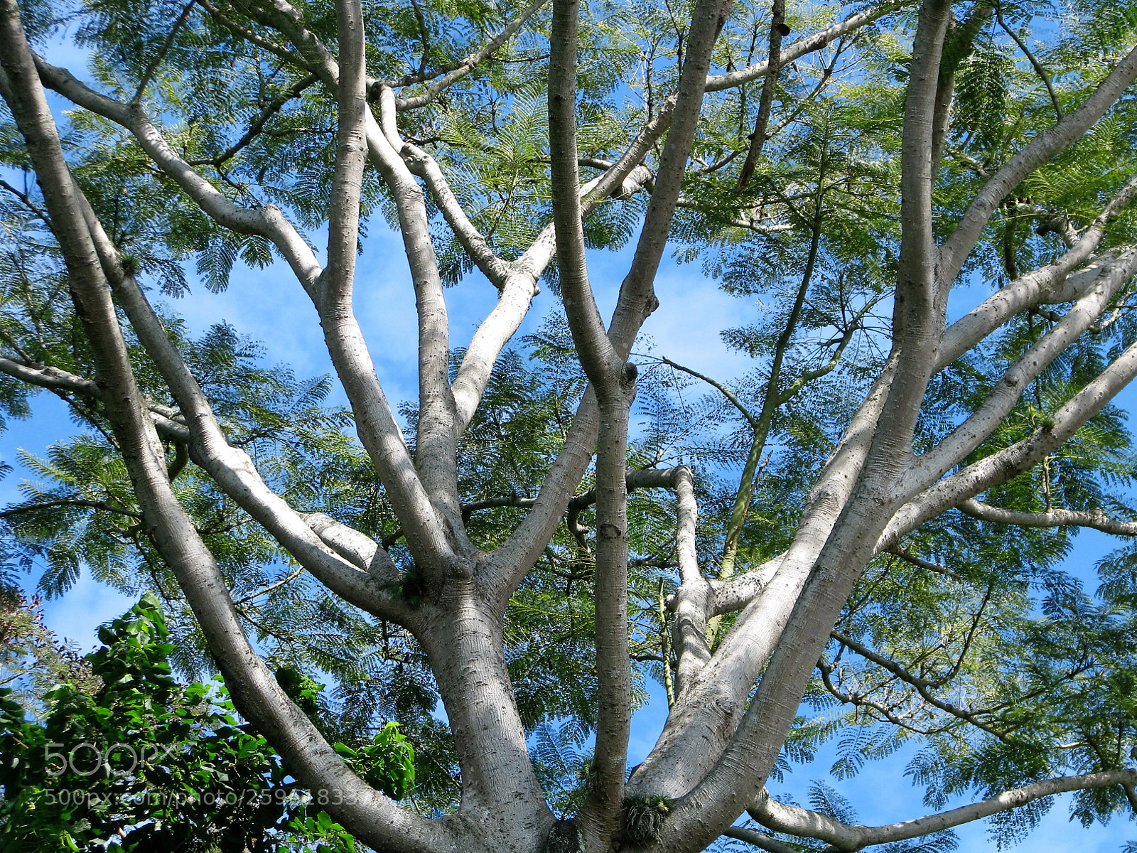 Canon POWERSHOT S5 IS sample photo. Brasilian forest photography