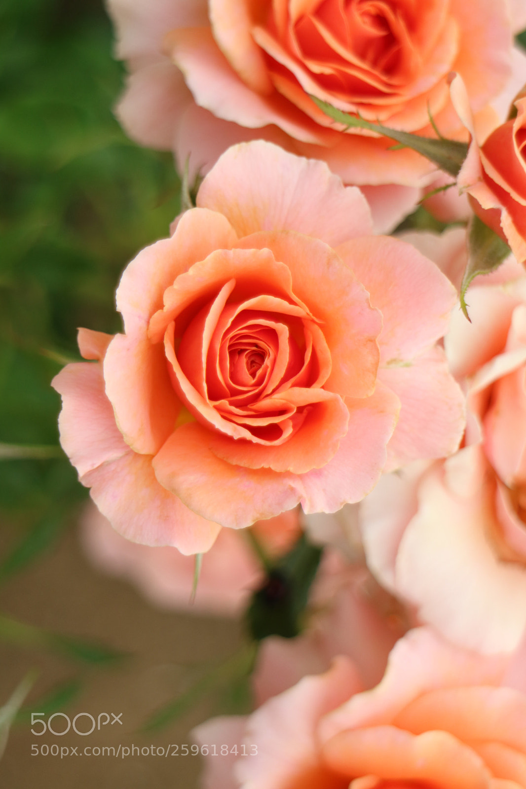 Canon EOS M3 sample photo. Beautiful rose photography