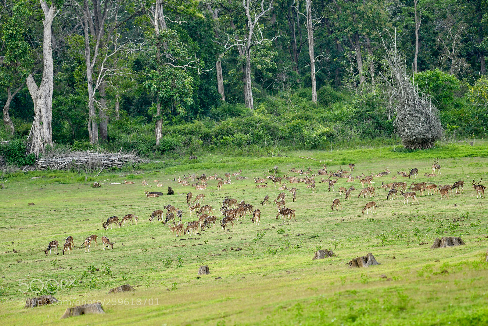 Nikon D850 sample photo. Verdant landscape... photography