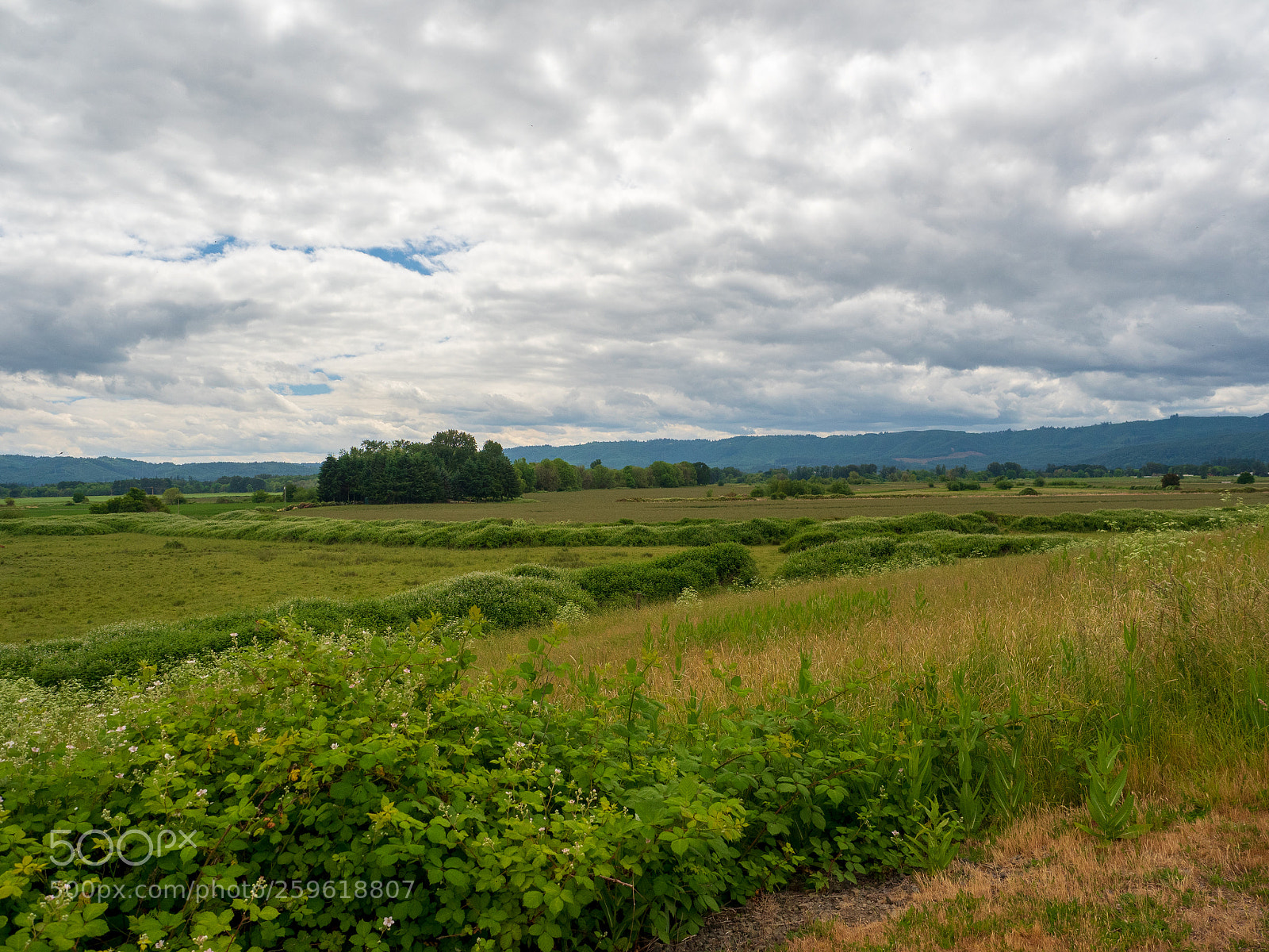 Olympus OM-D E-M5 II sample photo. Farmland on sauvie island photography
