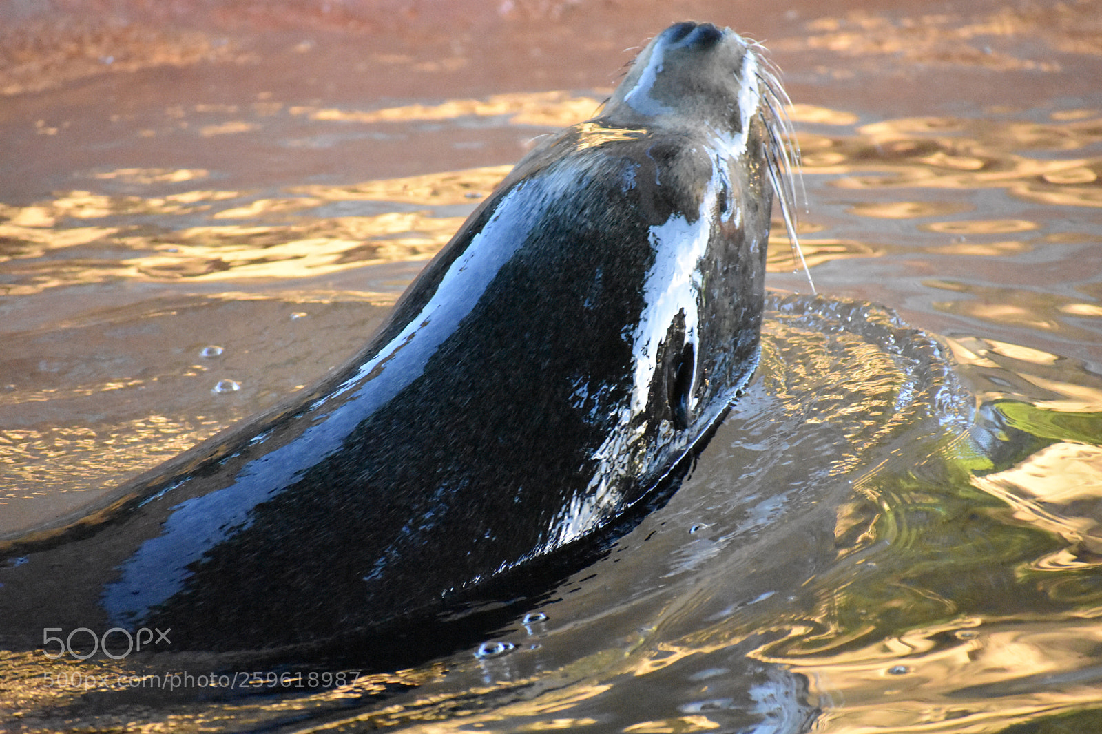 Nikon D3400 sample photo. Denver zoo at sunset photography