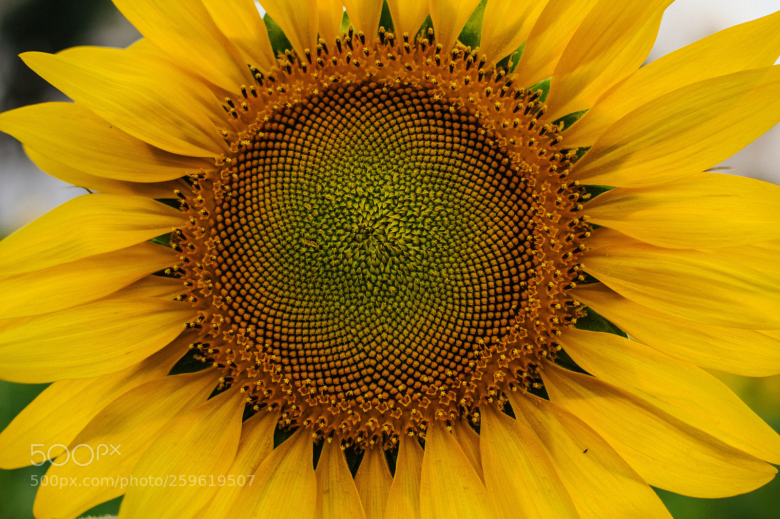 Canon EOS 60D sample photo. Pattern photography