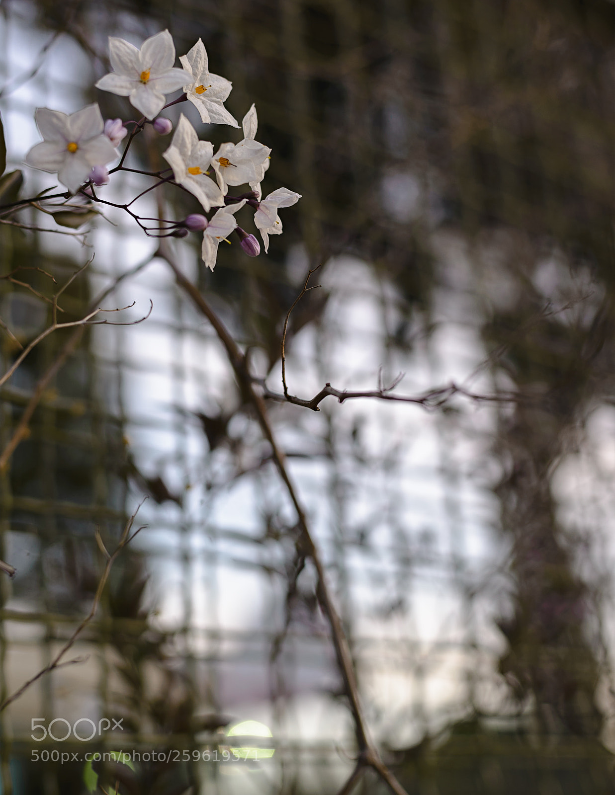 Nikon D610 sample photo. Today's evening mood photography