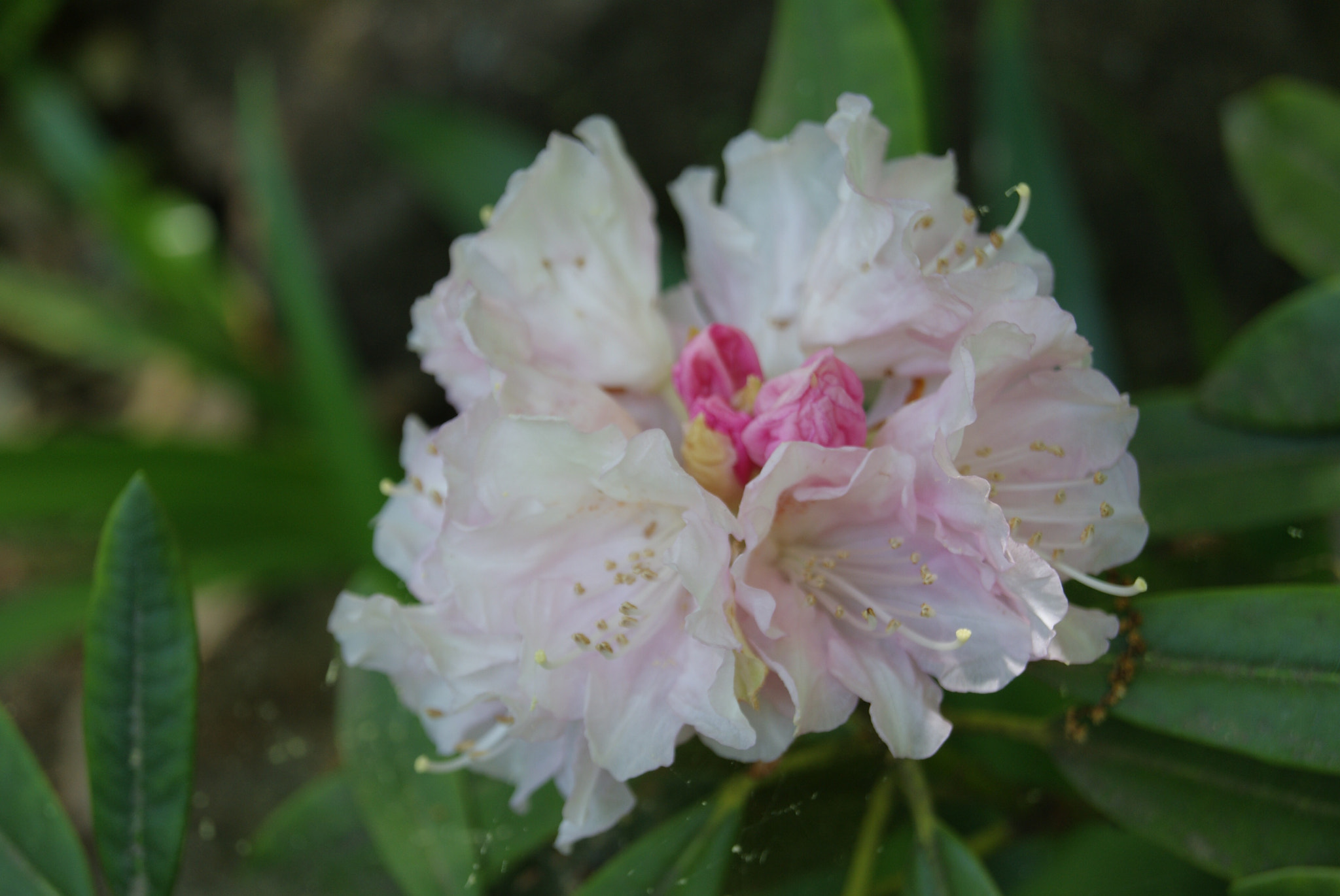 Sony Alpha DSLR-A330 sample photo. Pink flower photography