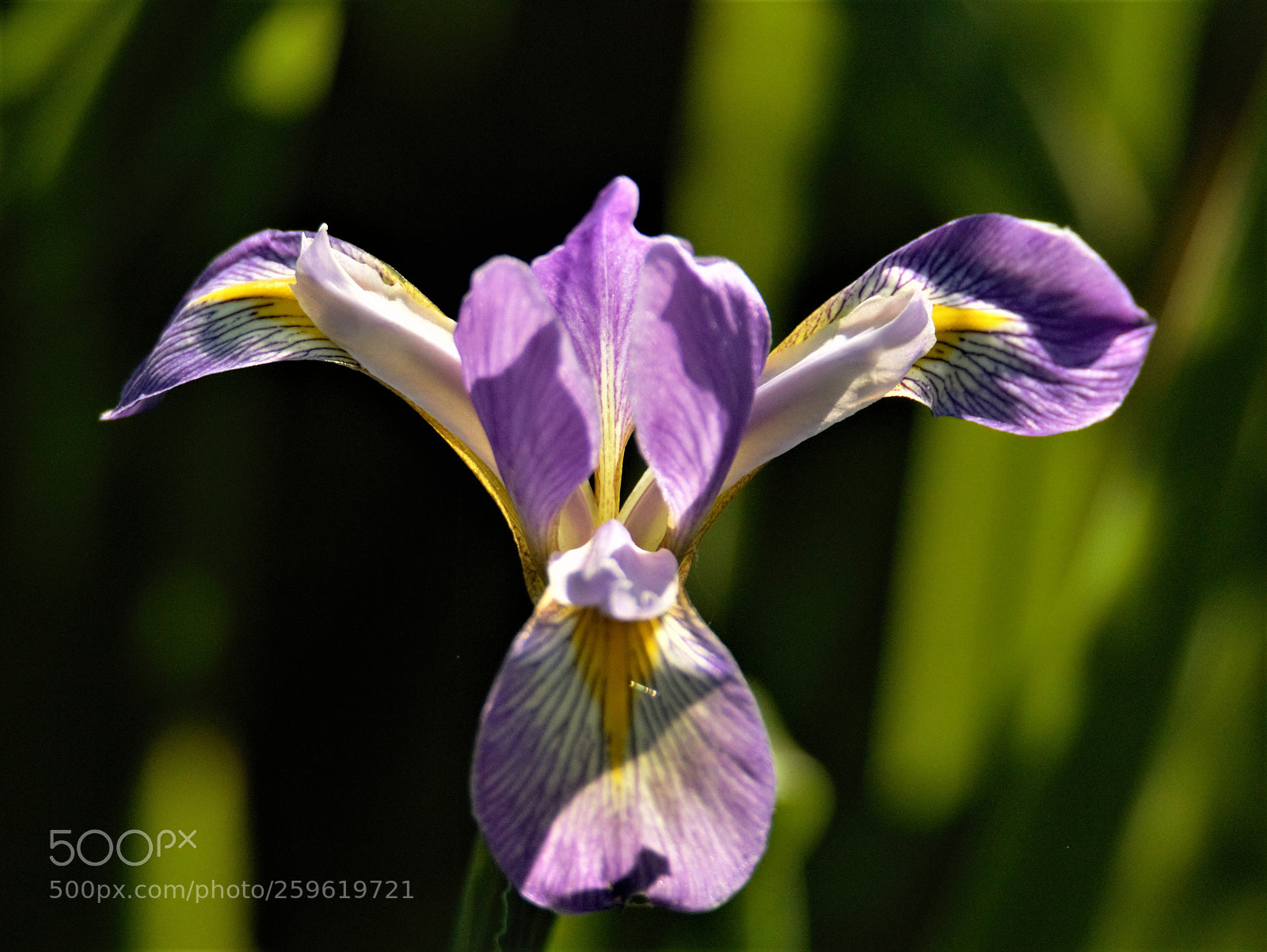 Canon EOS 60D sample photo. Wild iris 1 photography