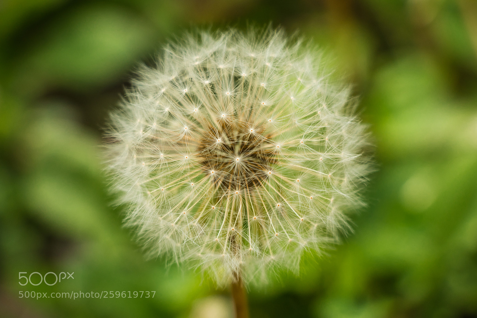 Canon EOS 800D (EOS Rebel T7i / EOS Kiss X9i) sample photo. Dandelion - seed head photography