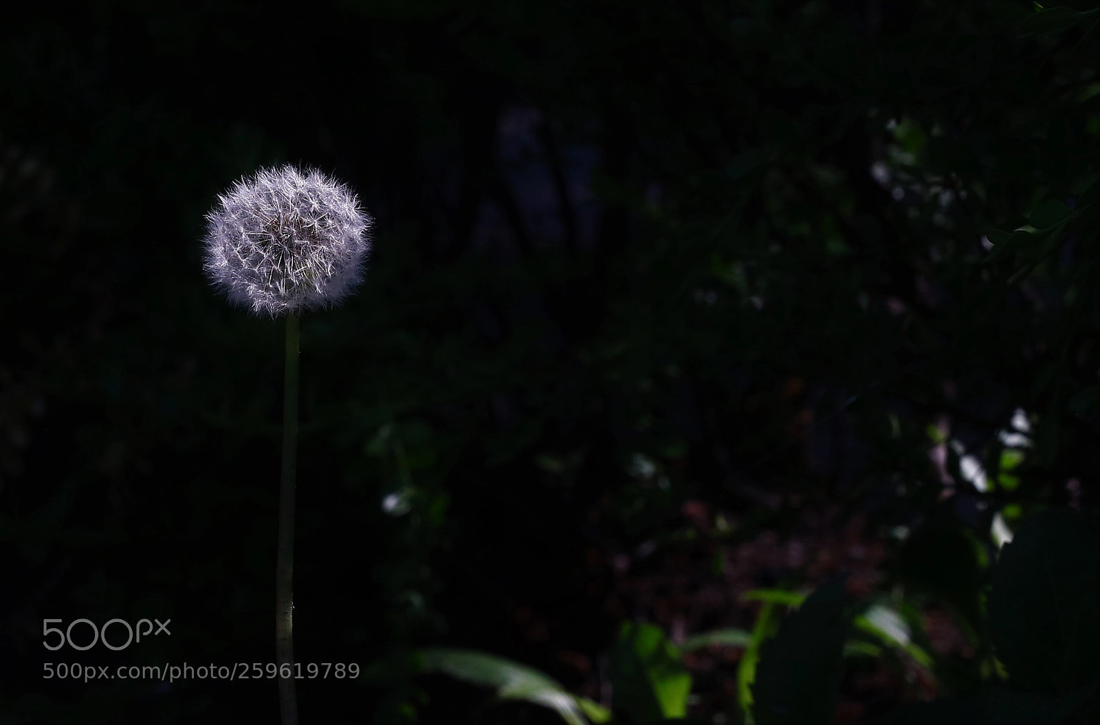 Canon EOS 5DS R sample photo. Dandelion photography