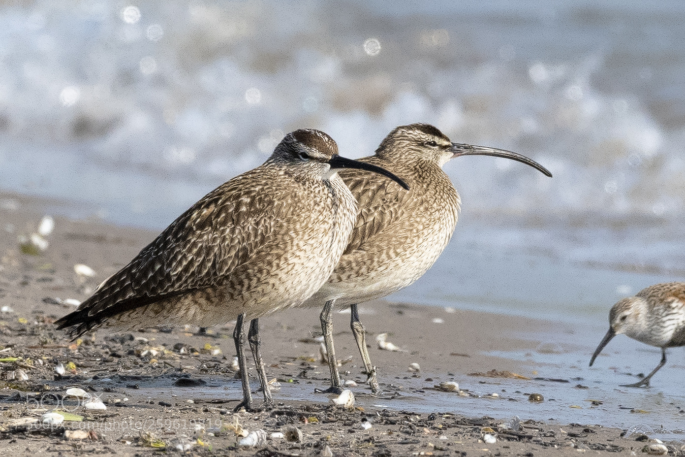 Nikon D850 sample photo. Whimbrels photography