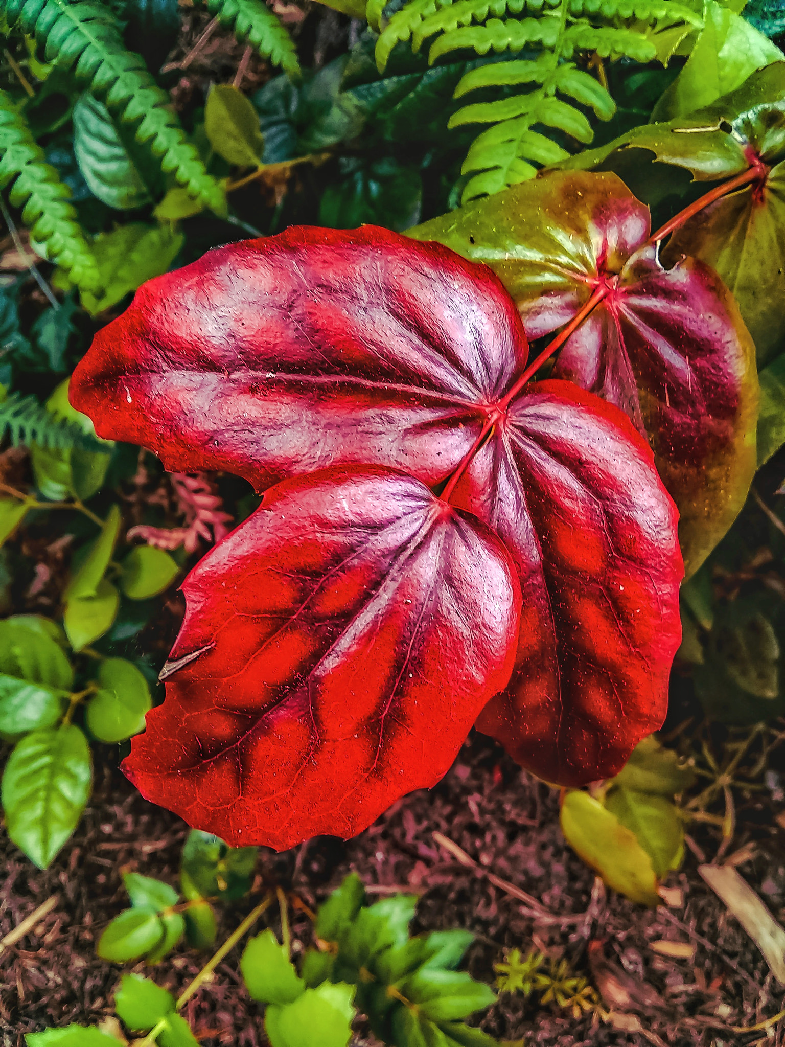 Motorola Moto E4 sample photo