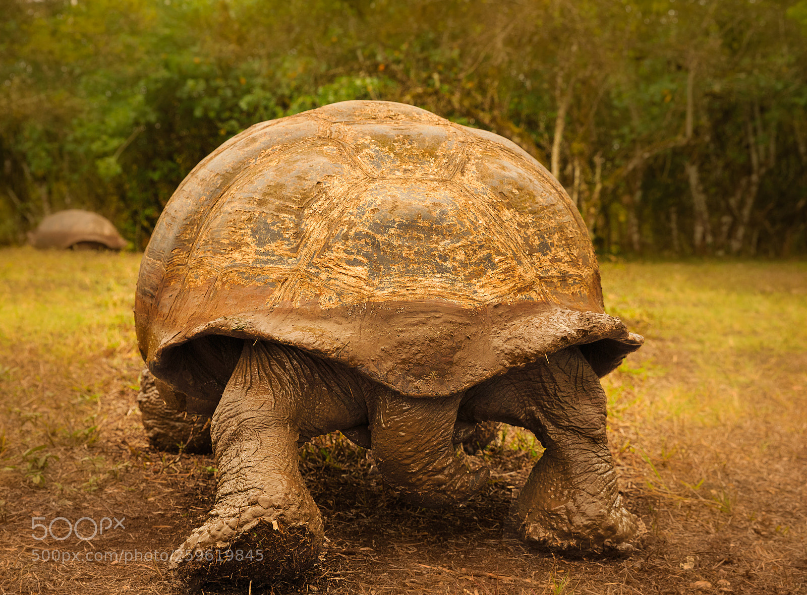 Canon EOS-1D X sample photo. Land turtle photography