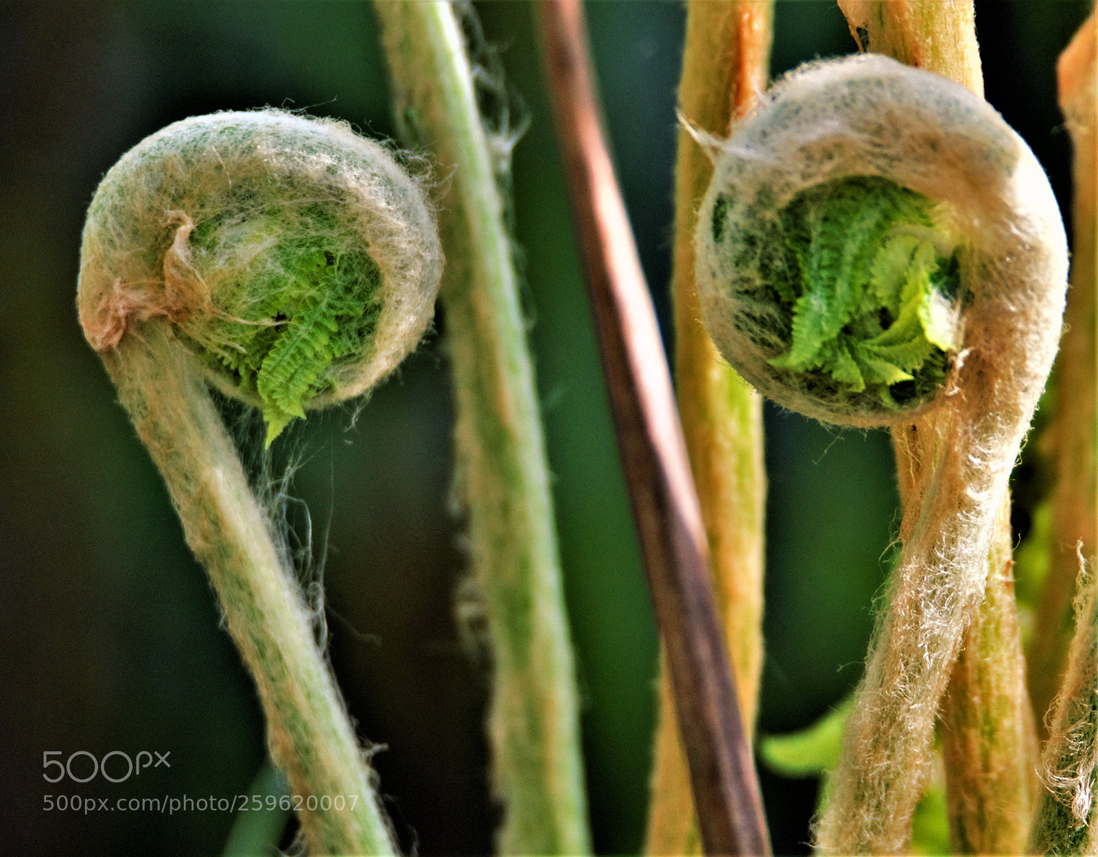 Canon EOS 60D sample photo. () photography