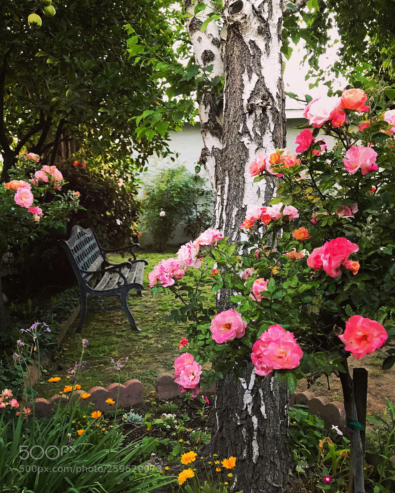 Apple iPhone 7 Plus sample photo. Secret garden photography