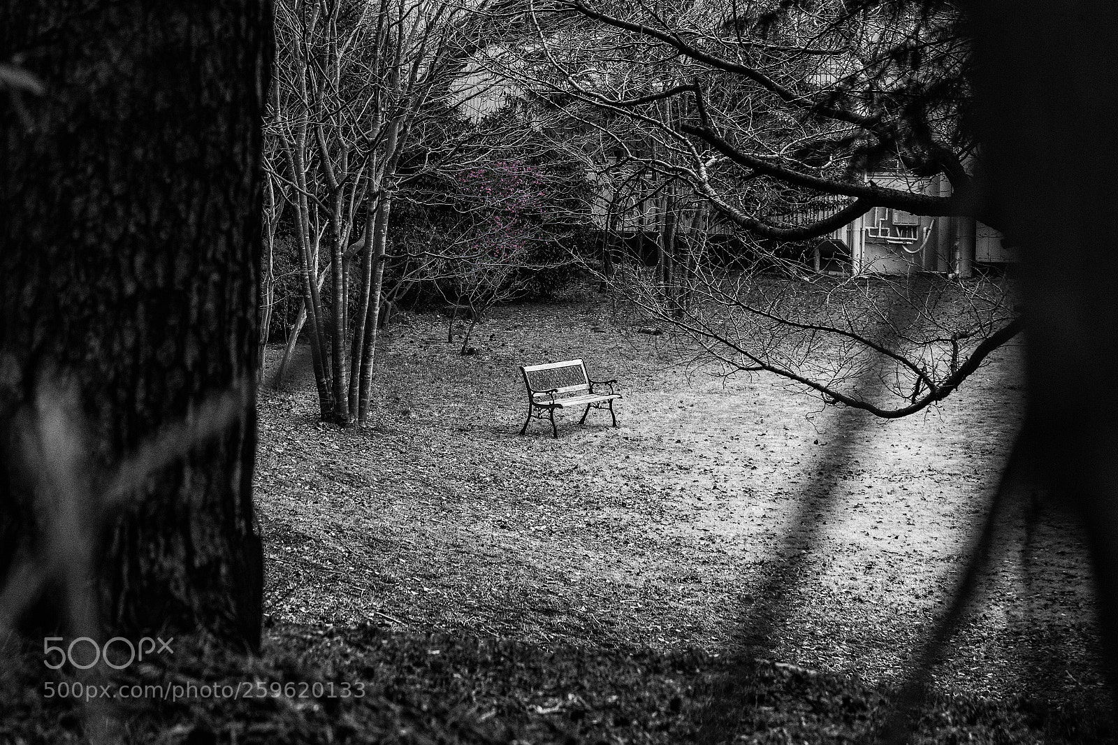 Canon EOS-1D X sample photo. The world of black photography