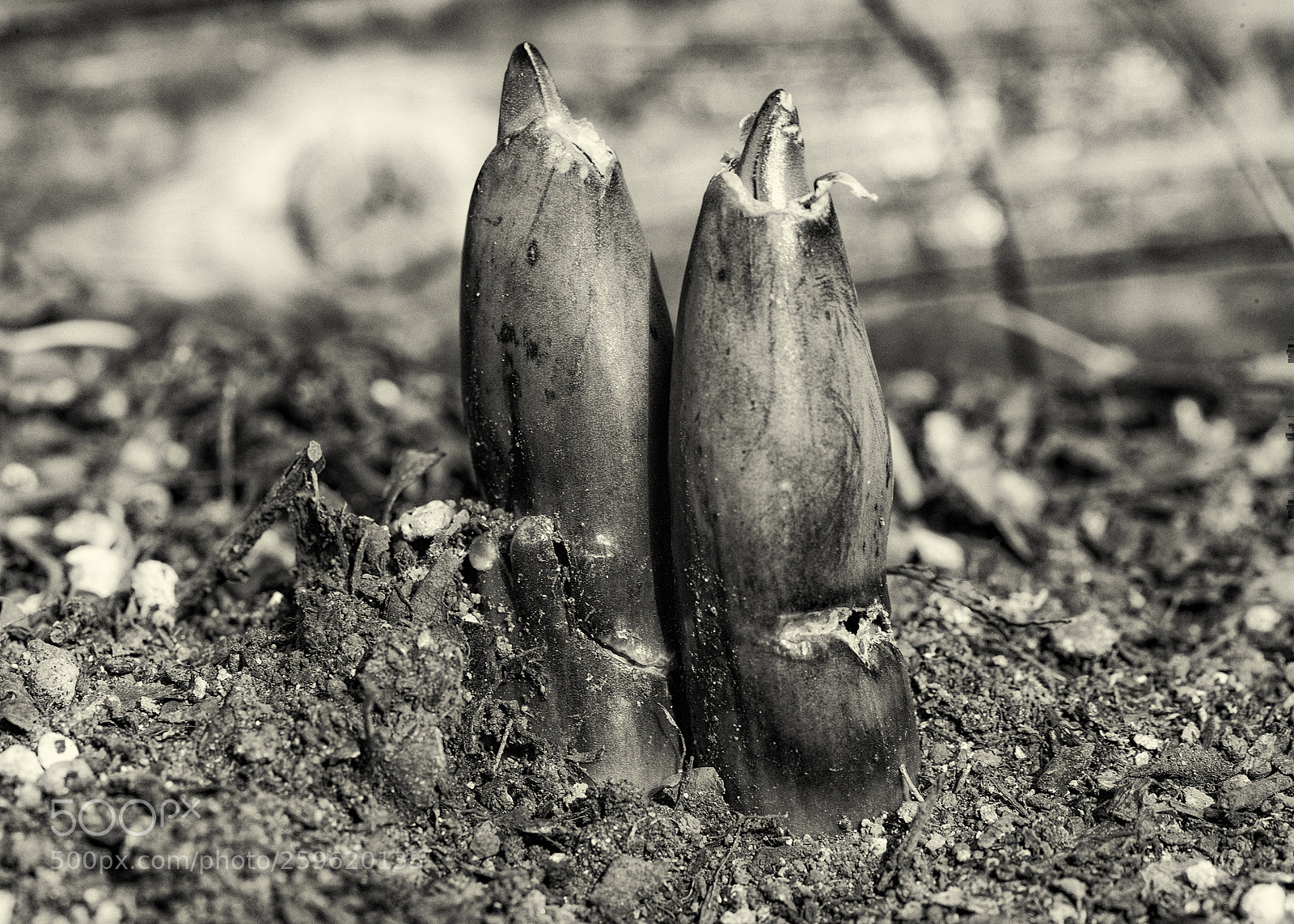 Canon EOS-1D X sample photo. The world of black photography