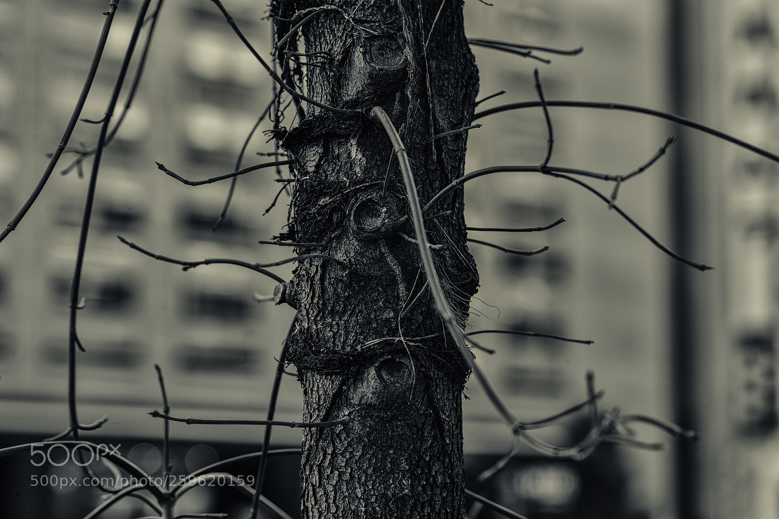 Canon EOS-1D X sample photo. The world of black photography