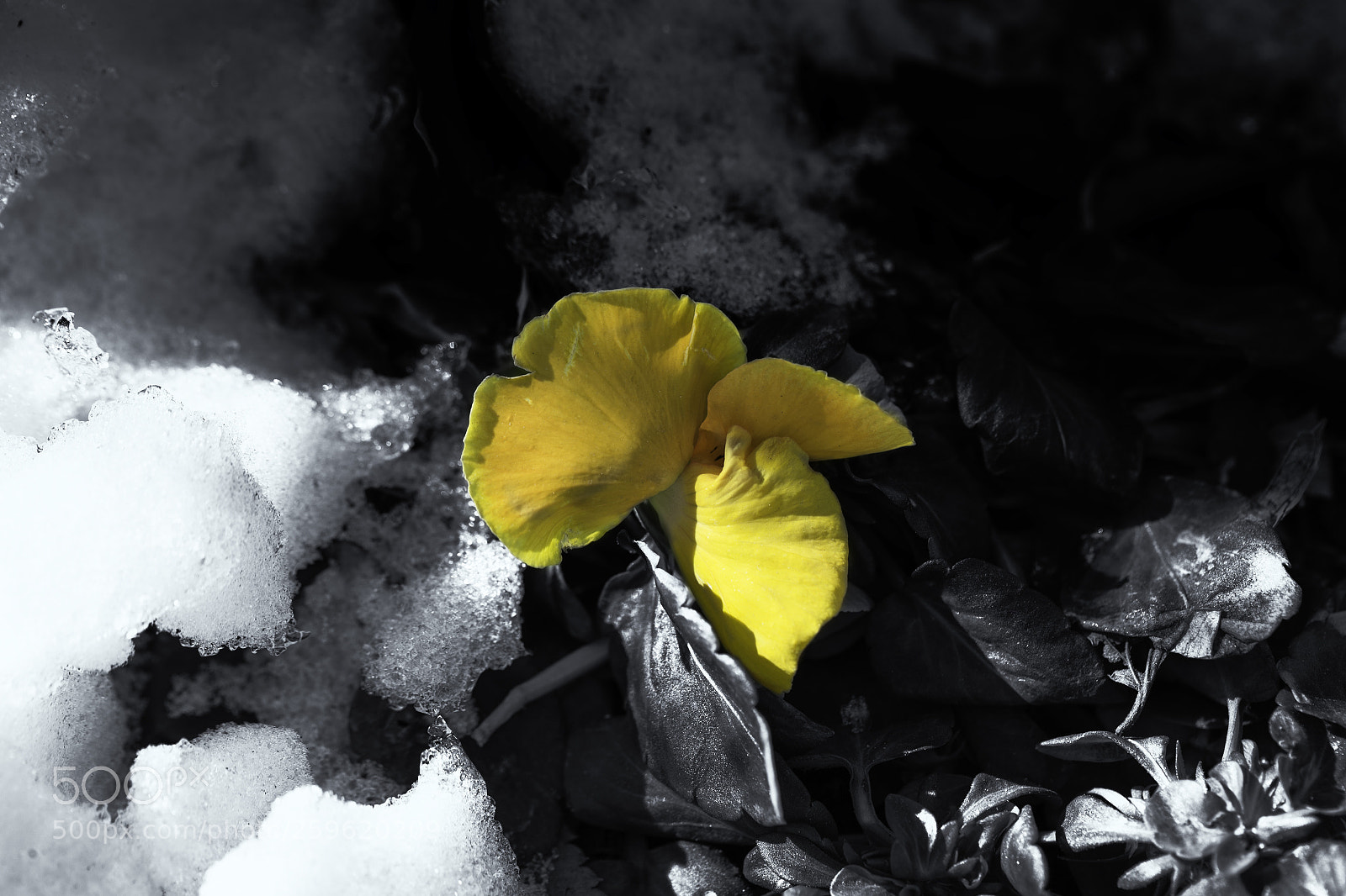 Canon EOS-1D X sample photo. The world of black photography