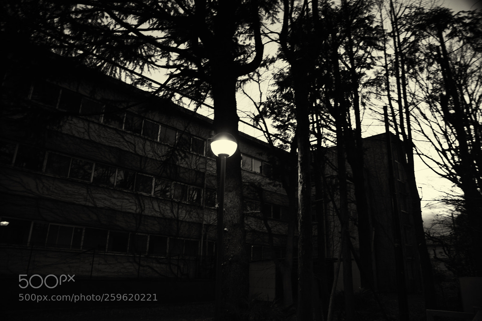 Canon EOS 5D Mark II sample photo. The world of black photography
