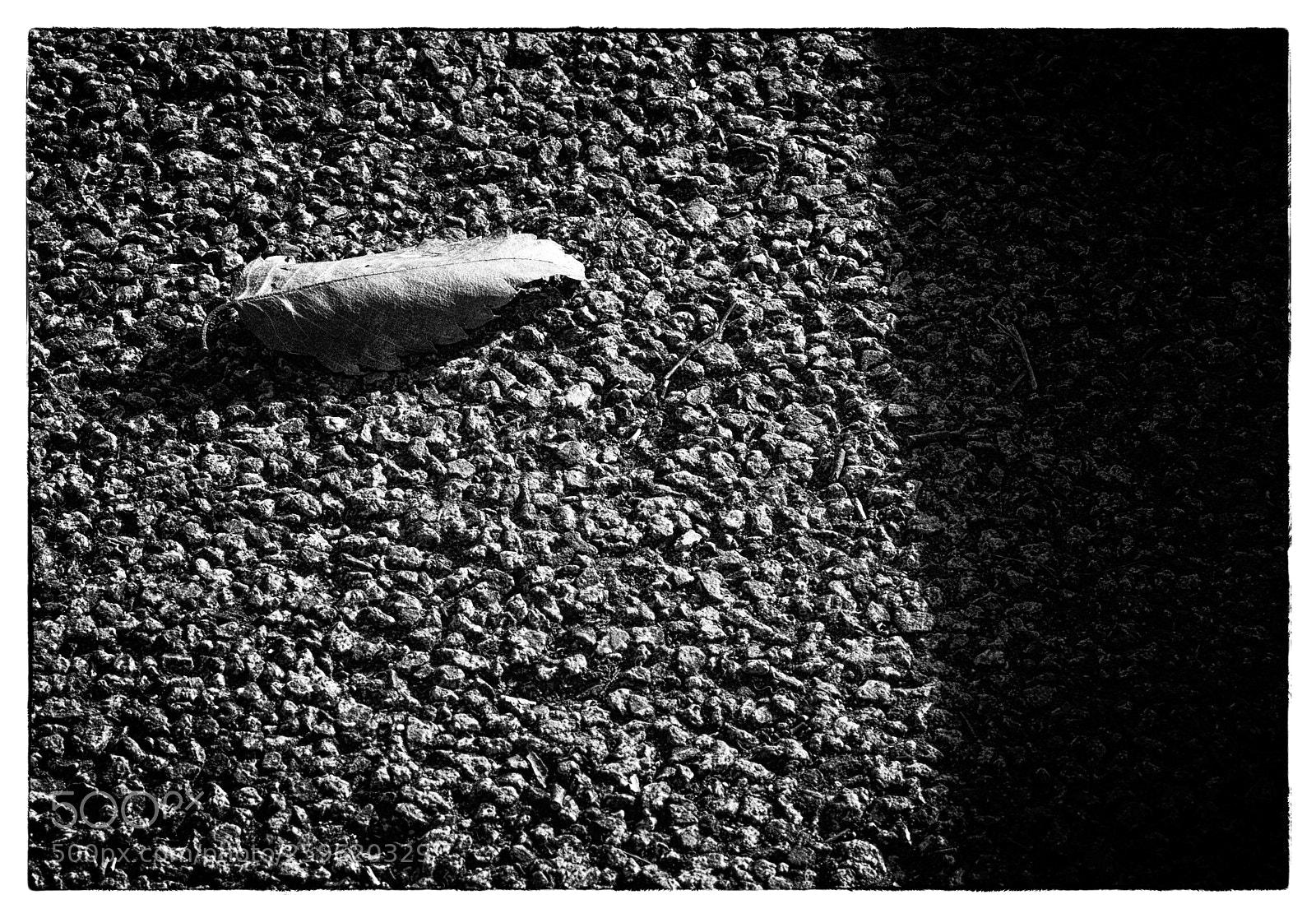 Canon EOS 5D Mark II sample photo. The world of black photography