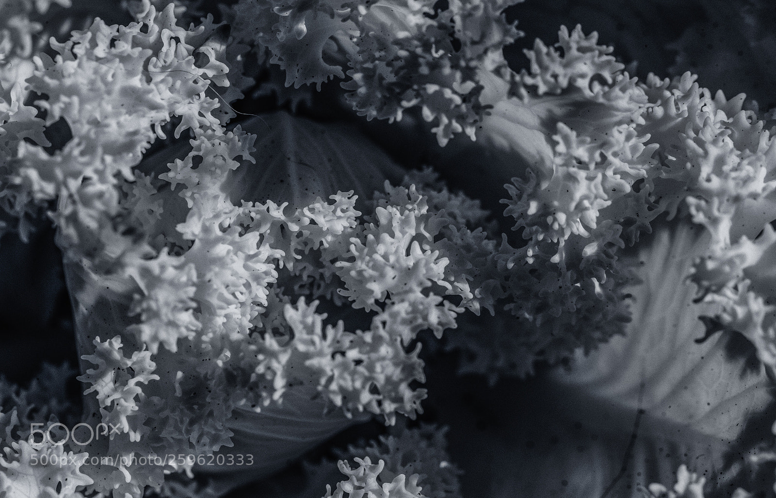 Canon EOS 5D Mark II sample photo. The world of black photography