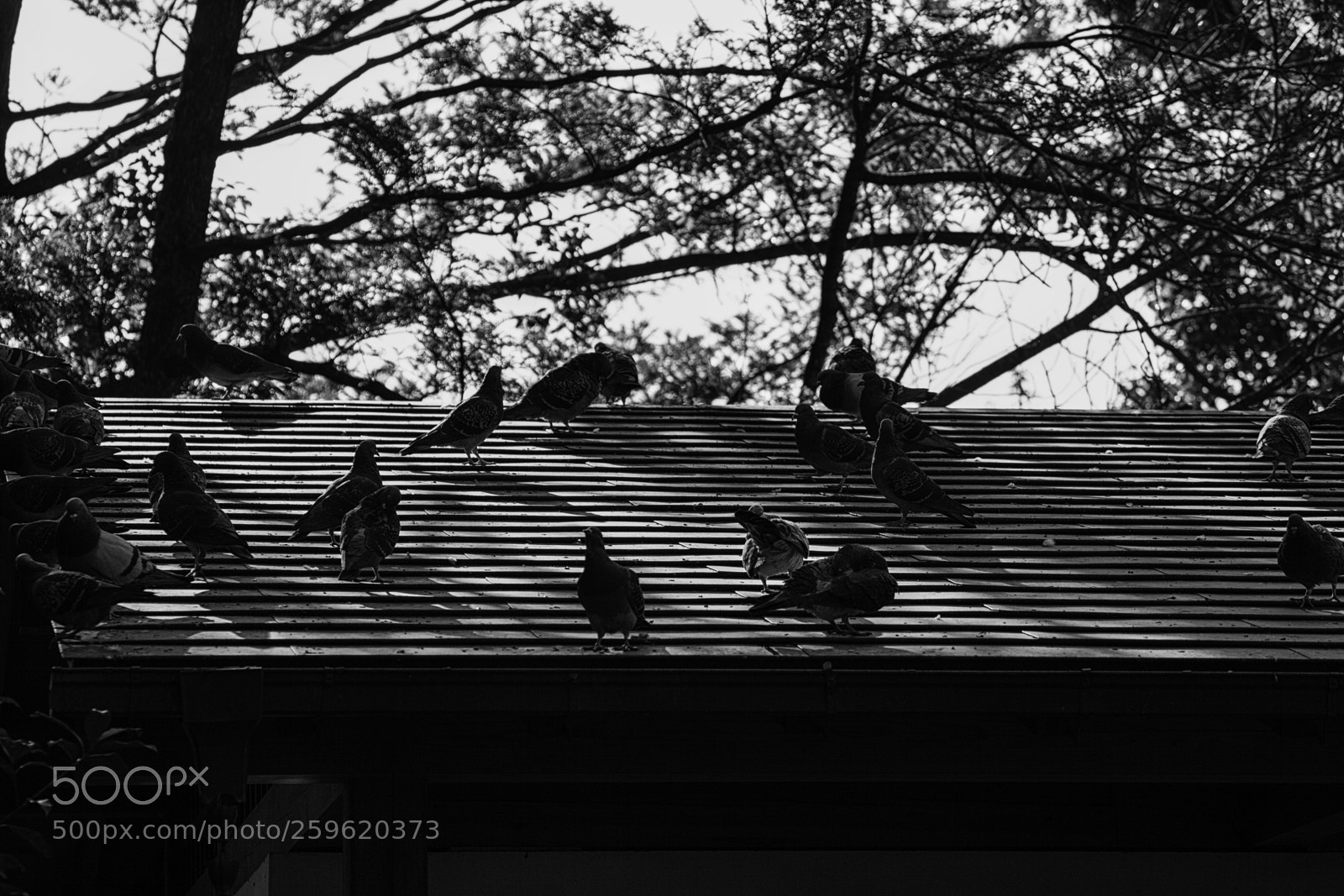 Canon EOS 5D Mark II sample photo. The world of black photography
