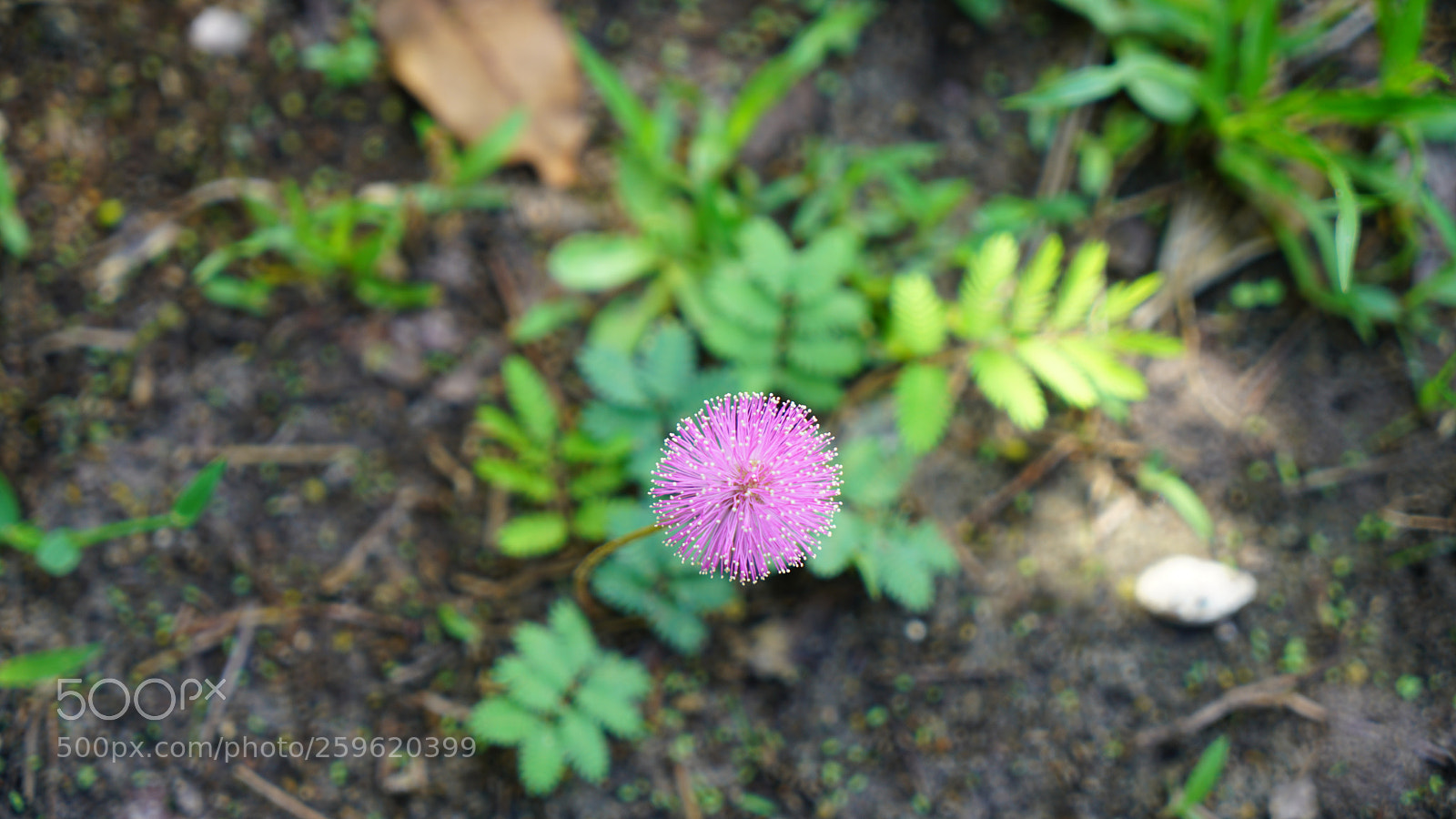 Sony a7R II sample photo. Dsc photography