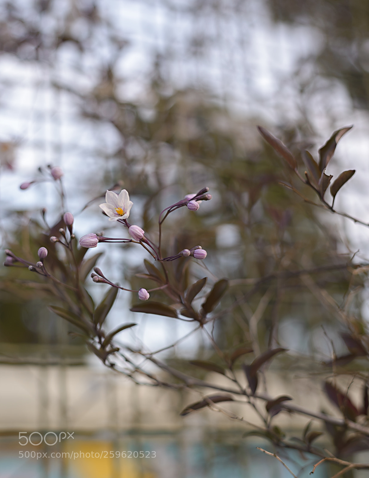 Nikon D610 sample photo. Today's evening mood photography