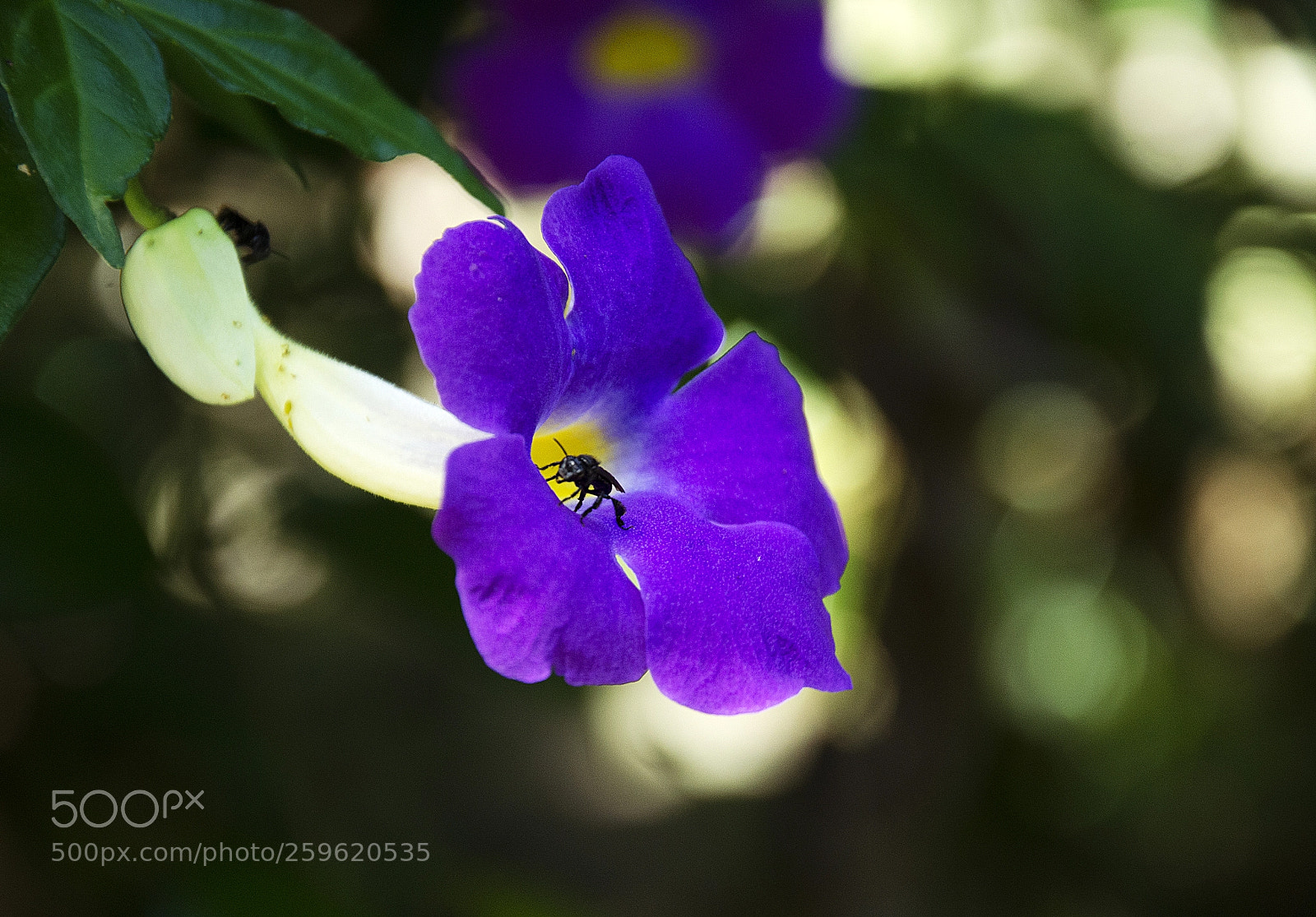 Nikon D7000 sample photo. - photography