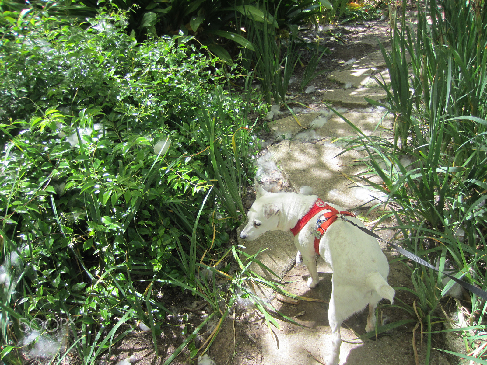 Canon PowerShot ELPH 300 HS (IXUS 220 HS / IXY 410F) sample photo. Maybuddypath photography