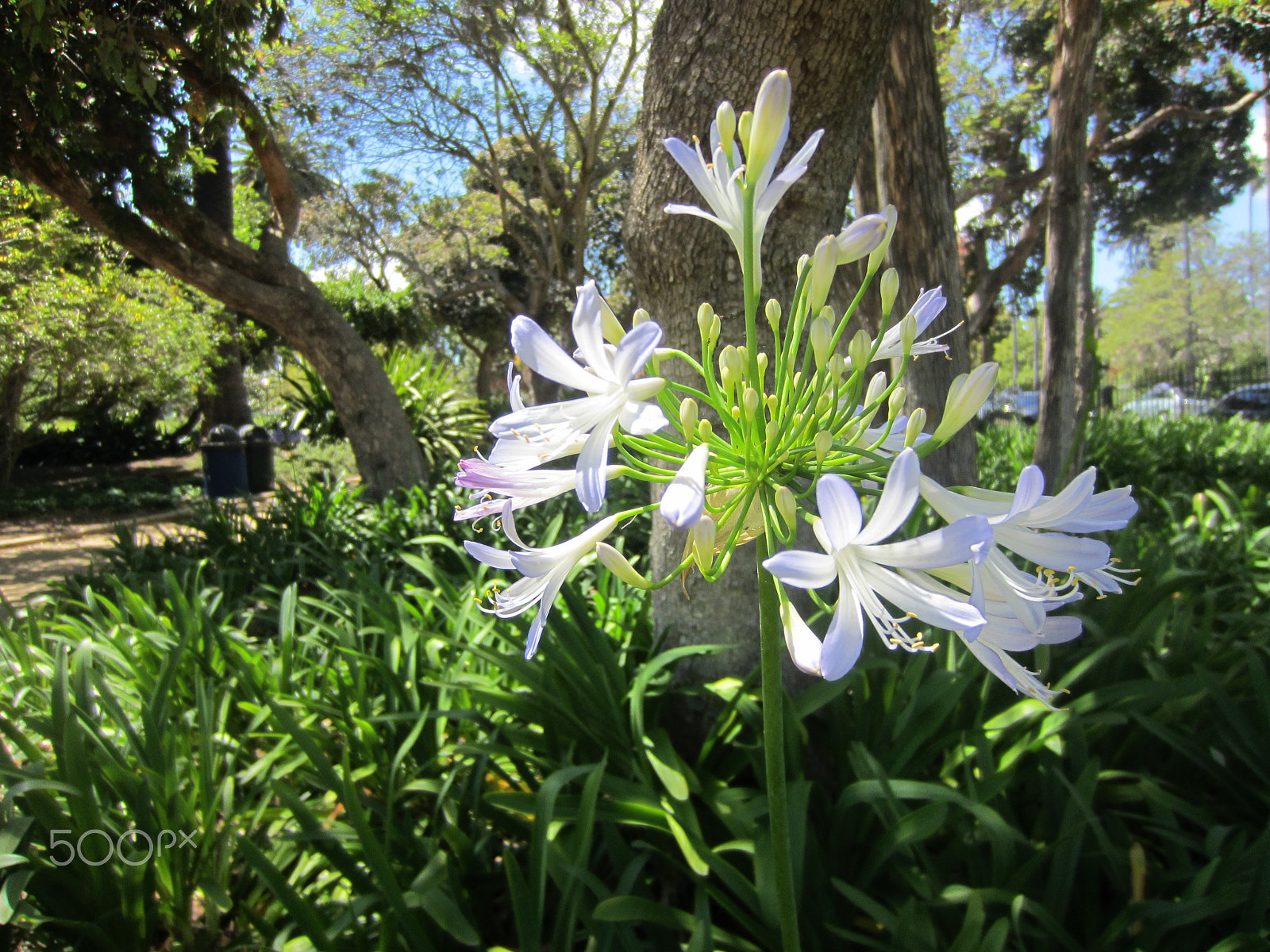 Canon PowerShot ELPH 300 HS (IXUS 220 HS / IXY 410F) sample photo. Agapantha photography