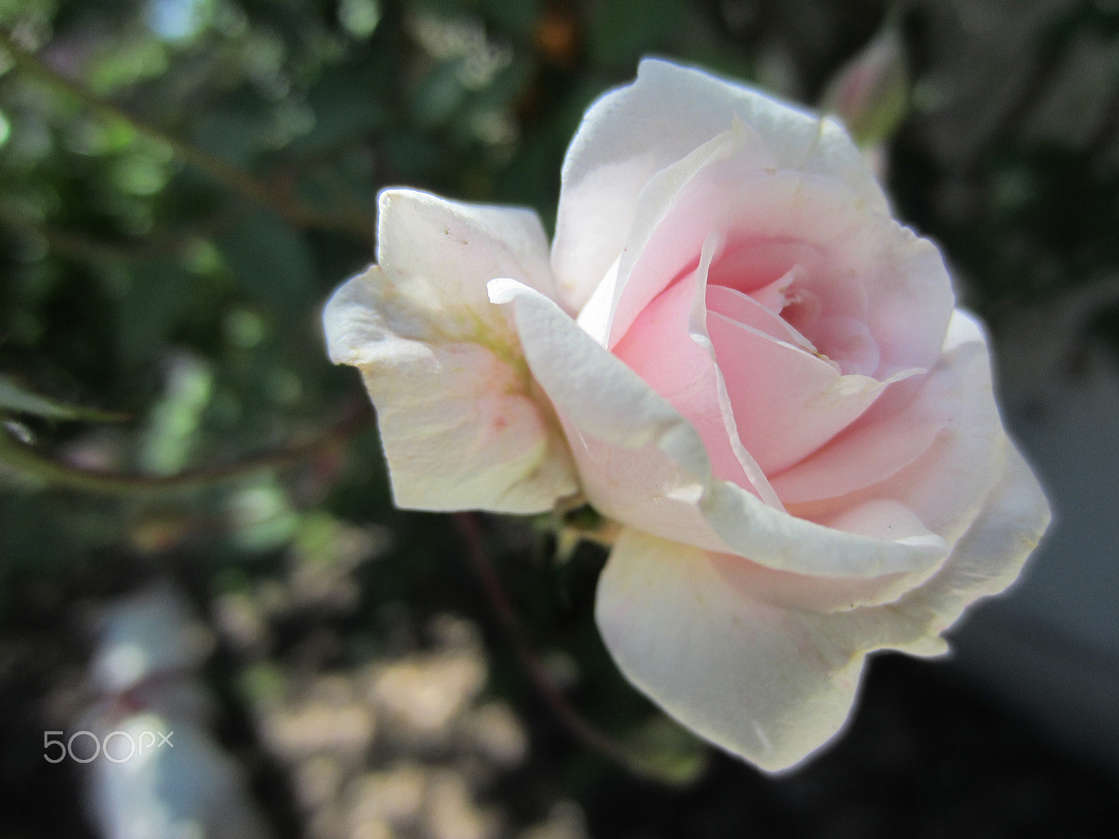 Canon PowerShot ELPH 300 HS (IXUS 220 HS / IXY 410F) sample photo. Petiterosealickeck photography