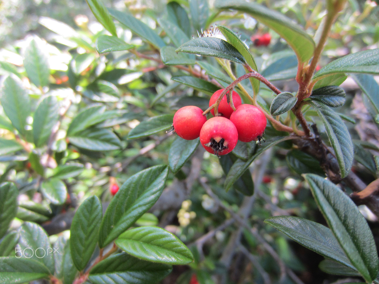 Canon PowerShot ELPH 300 HS (IXUS 220 HS / IXY 410F) sample photo. Pyrocanthia photography