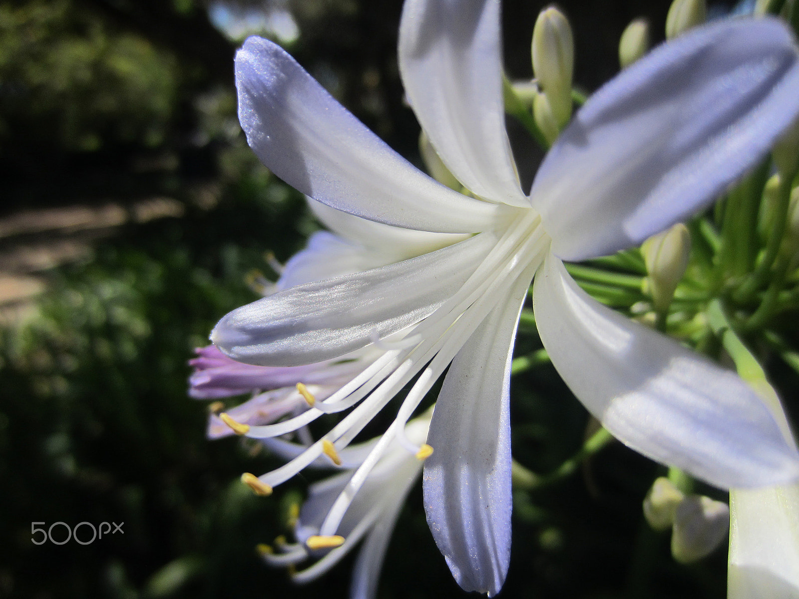 Canon PowerShot ELPH 300 HS (IXUS 220 HS / IXY 410F) sample photo. Queenofthenile photography