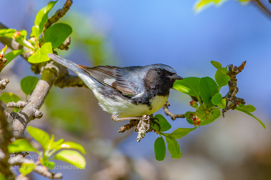 Canon EOS-1D Mark IV sample photo. Paruline bleue black-throated blue photography