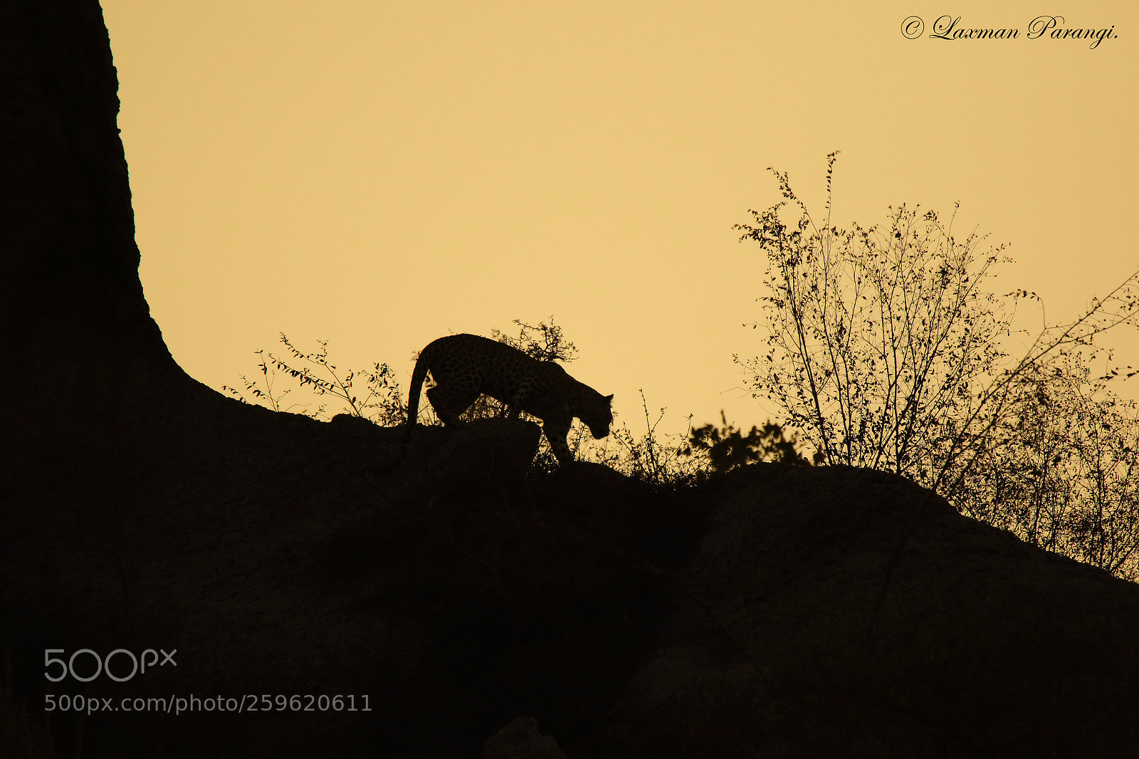 Canon EOS 7D Mark II sample photo. Leopard in golden evening. photography