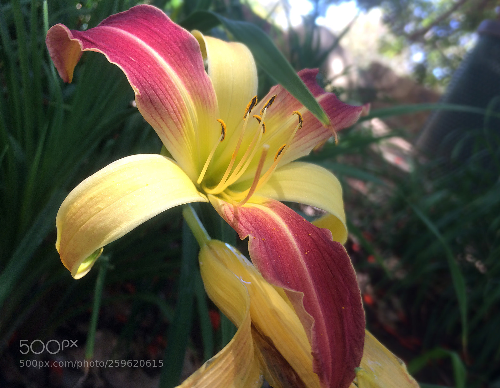 Apple iPhone 5s sample photo. Lilymay photography