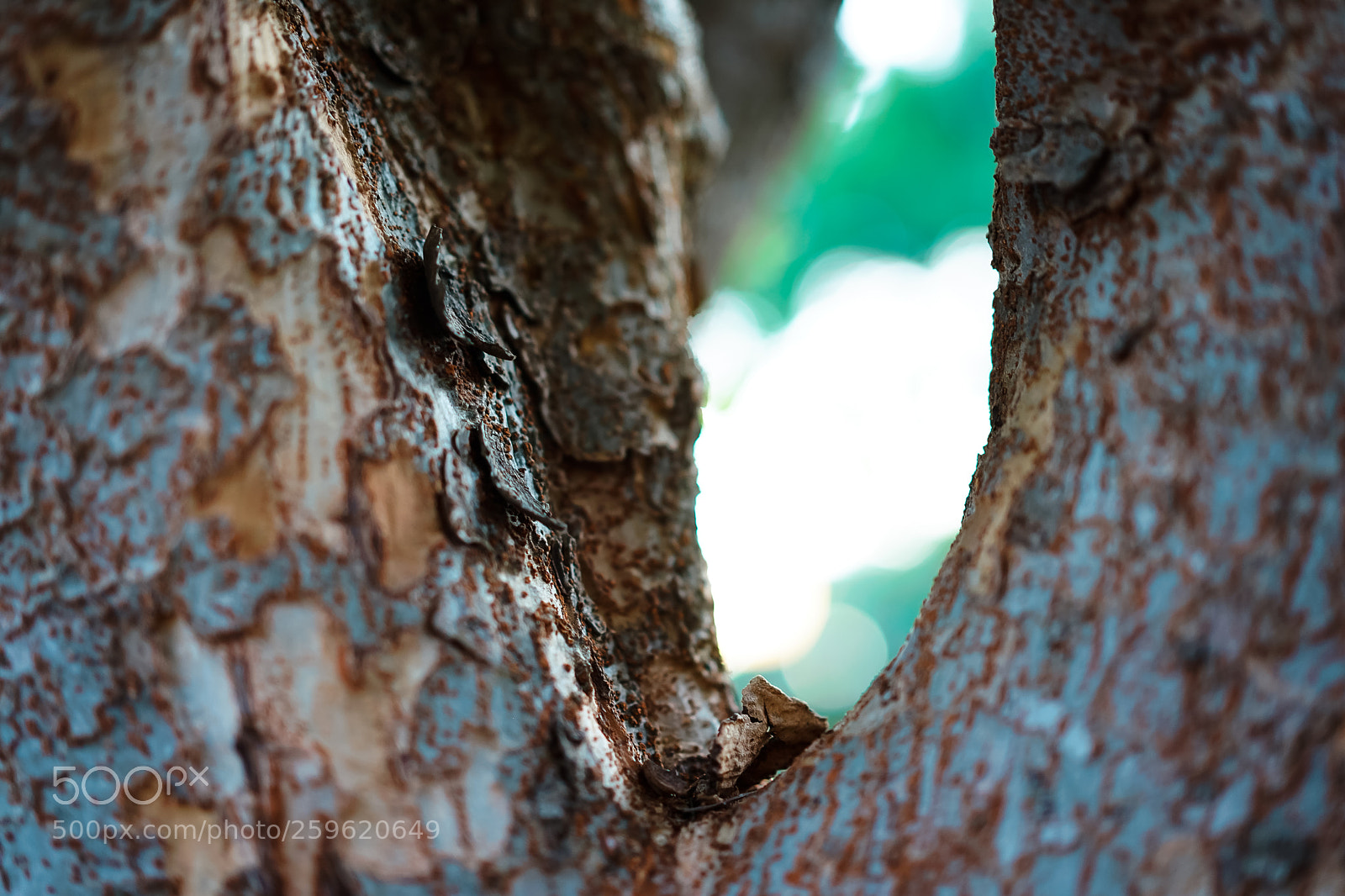 Sony a7 II sample photo. Tree photography