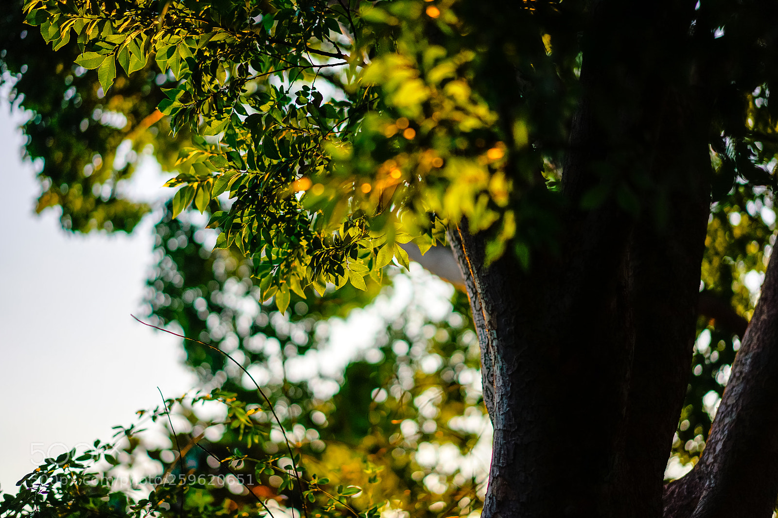 Sony a7 II sample photo. Leaf photography