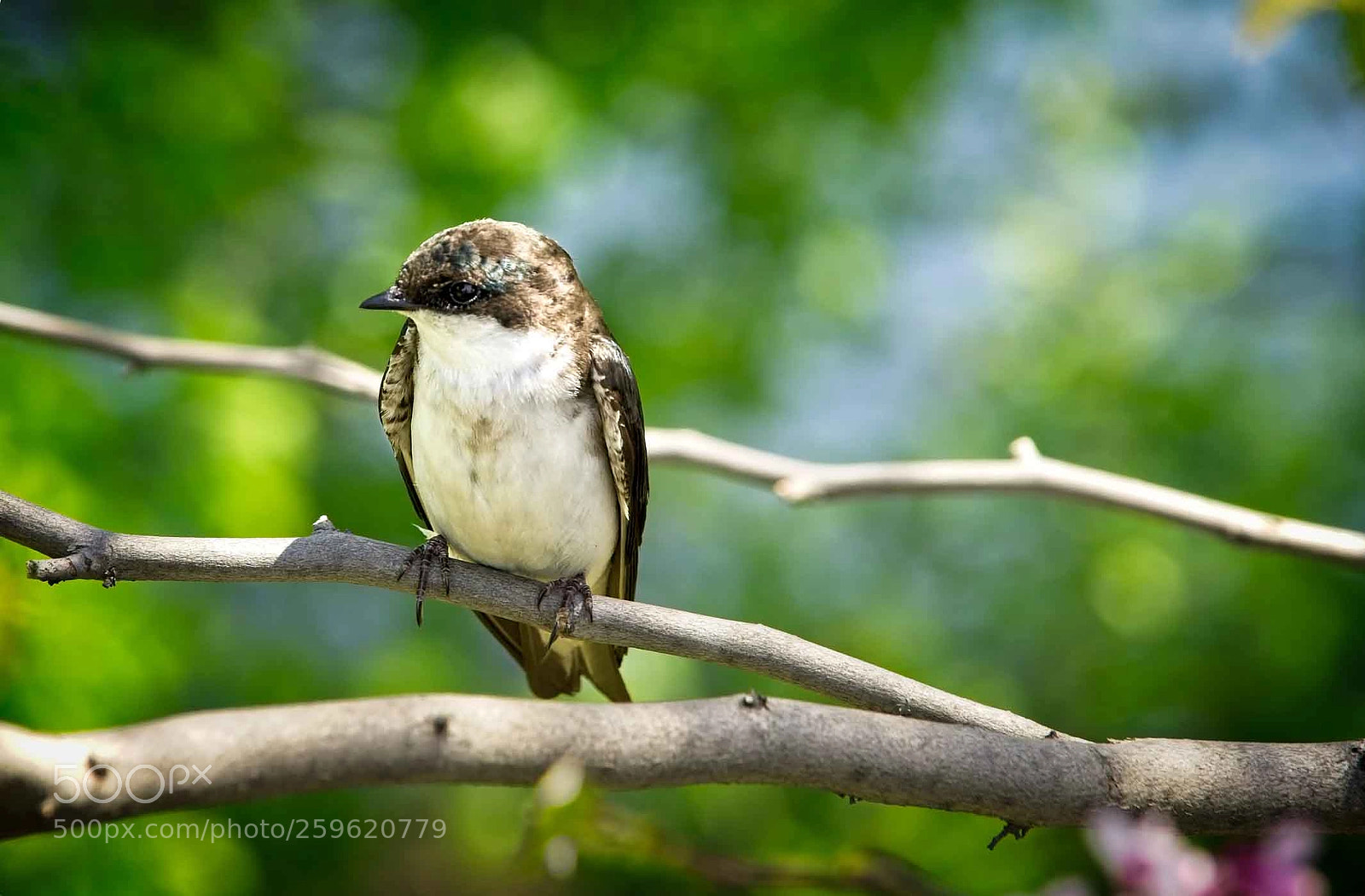 Sony a6000 sample photo. Swallow on a branch photography