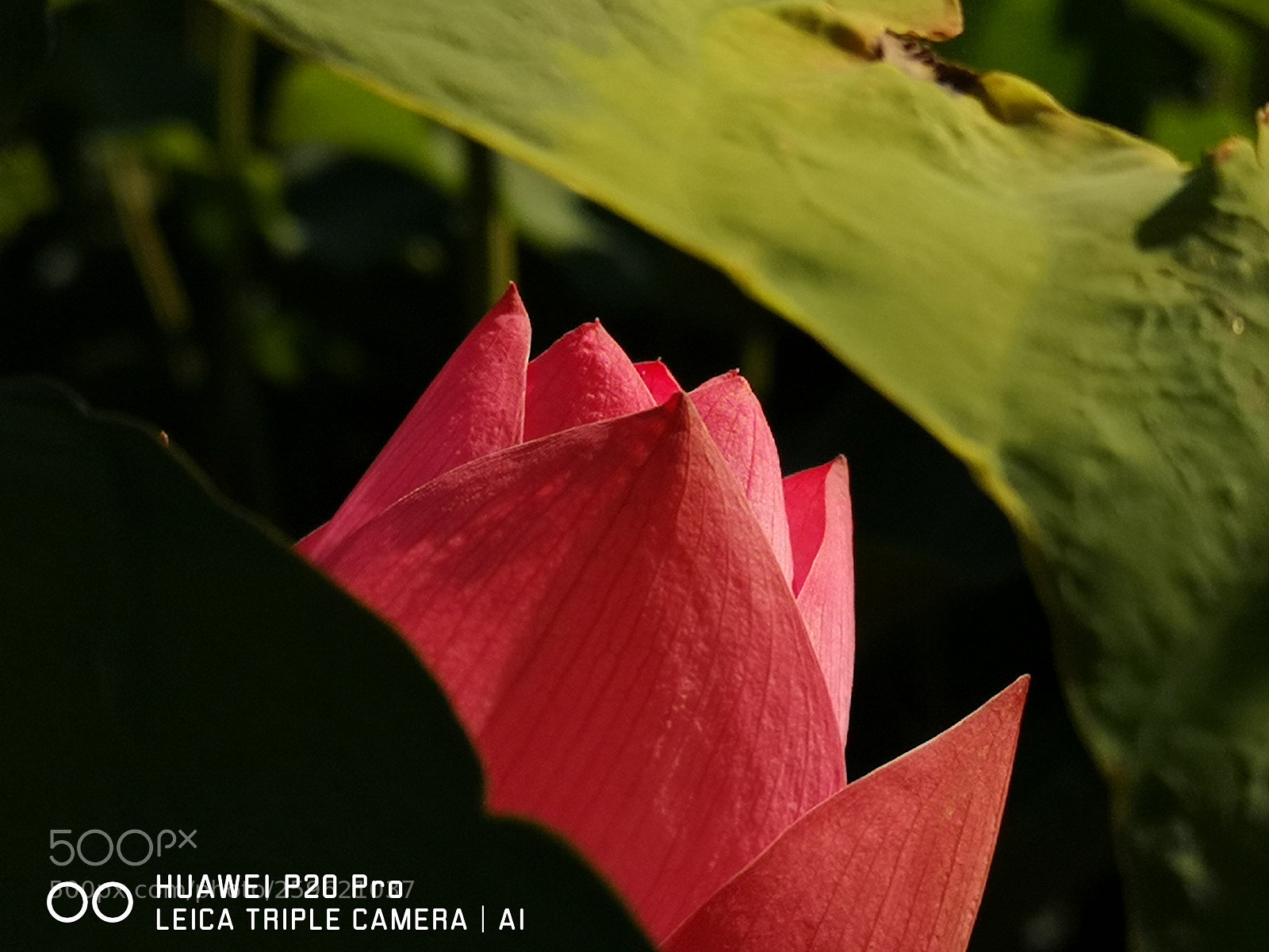 HUAWEI CLT-L29 sample photo. Untitled photography