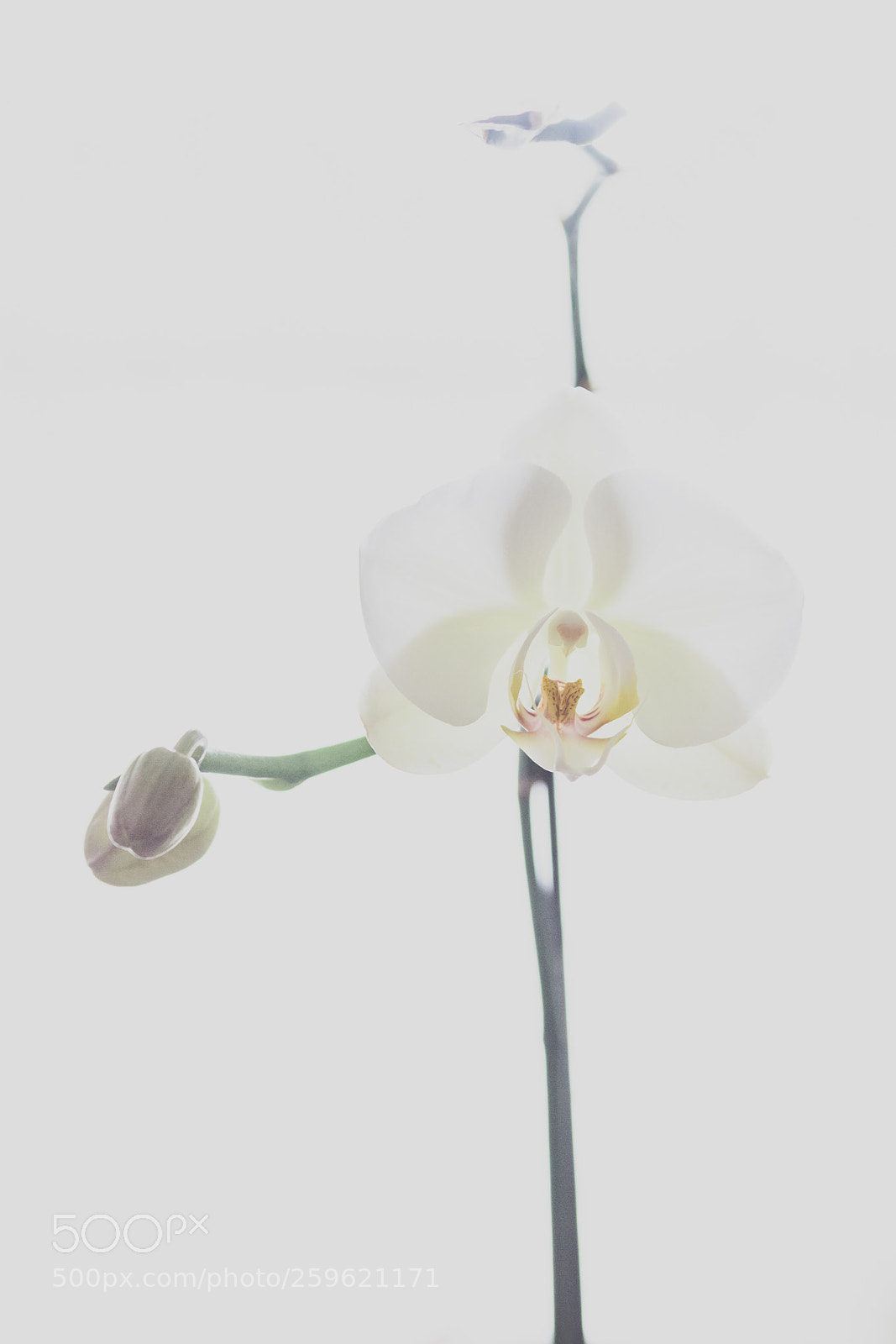 Nikon D7200 sample photo. Orchid photography
