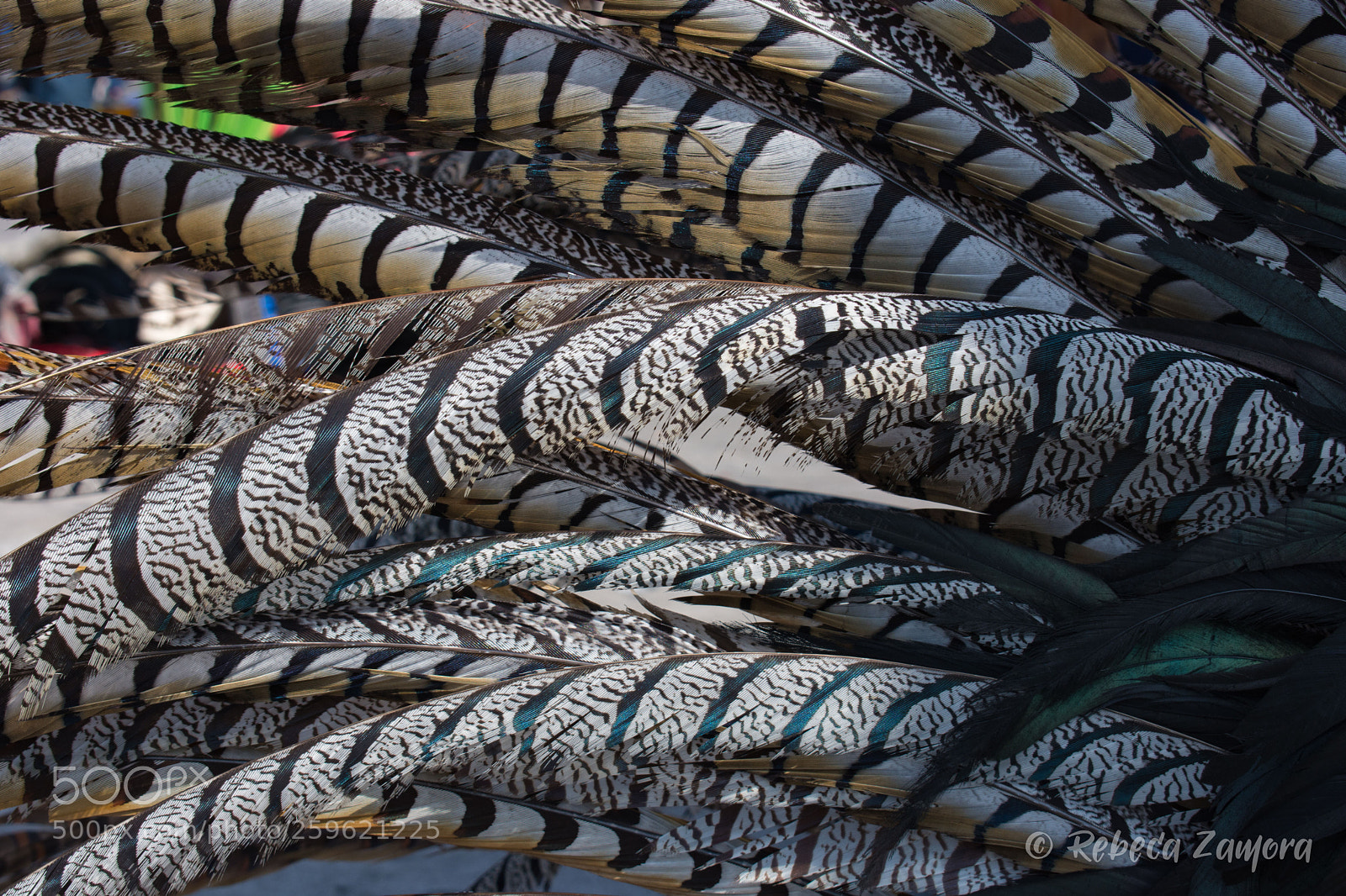 Nikon D7200 sample photo. Phaisan feathers photography